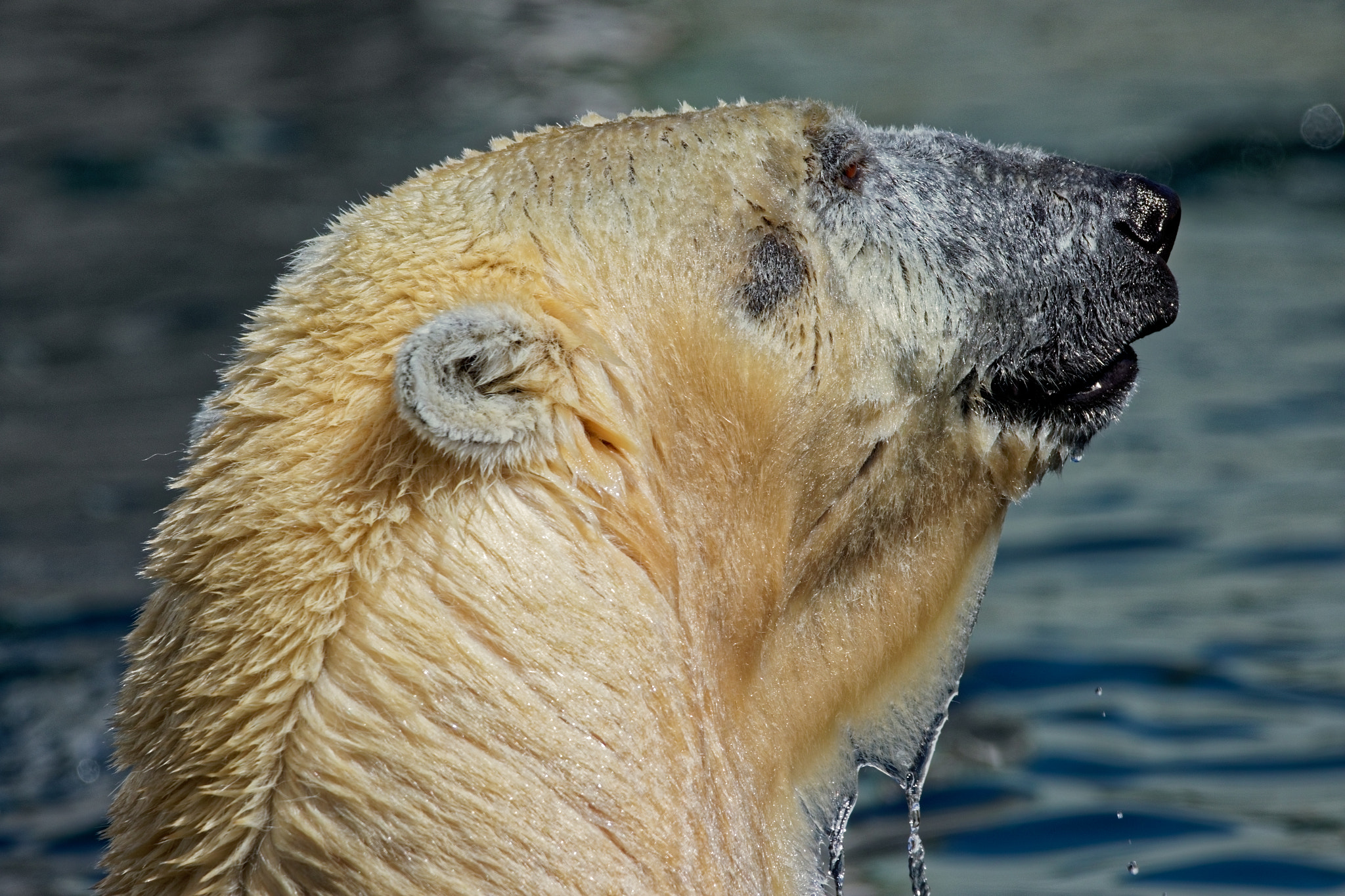 Sigma 150-600mm F5-6.3 DG OS HSM | C sample photo. Polar bear in water photography
