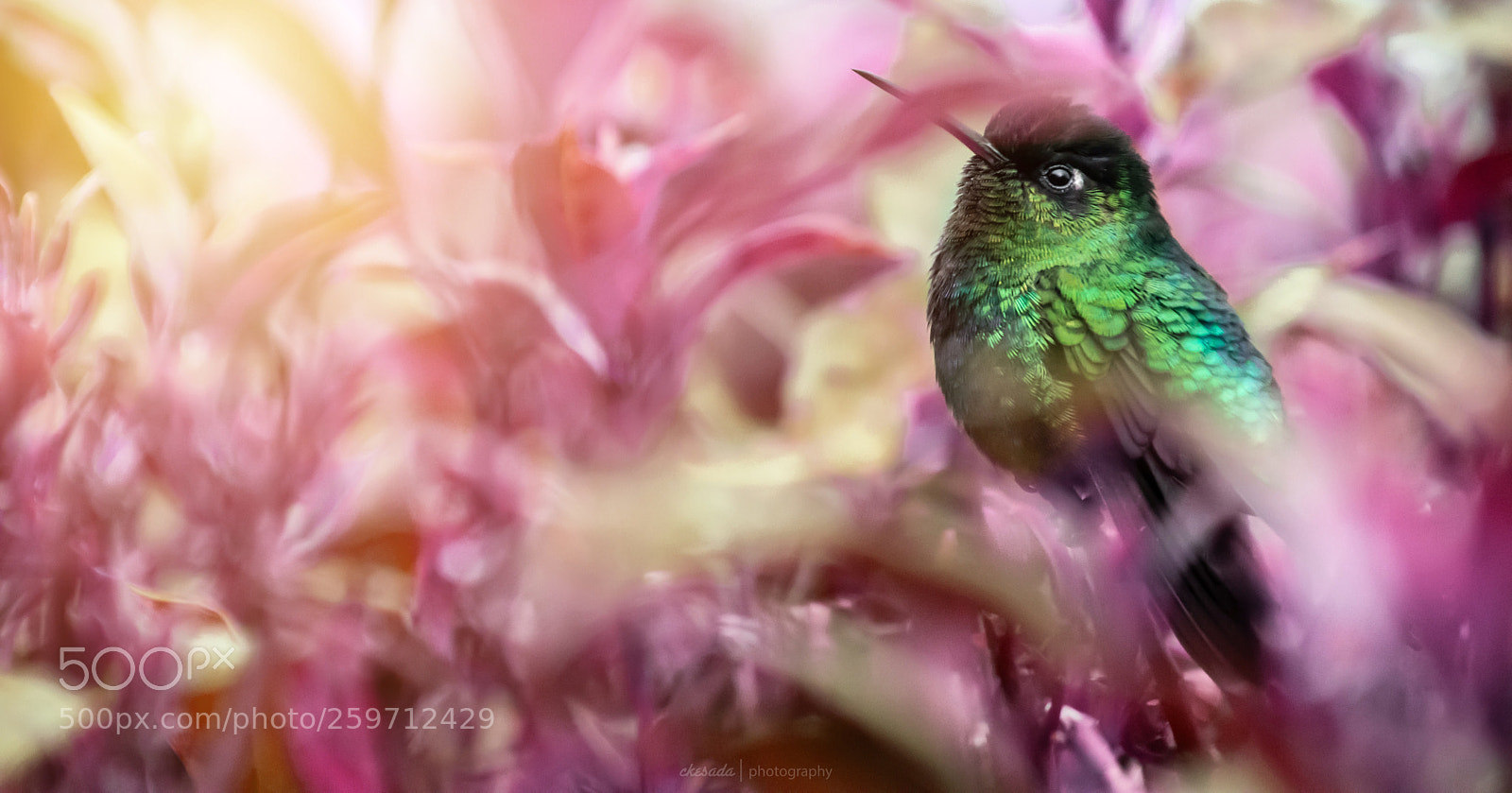Nikon D7200 sample photo. #hummingbird  photography