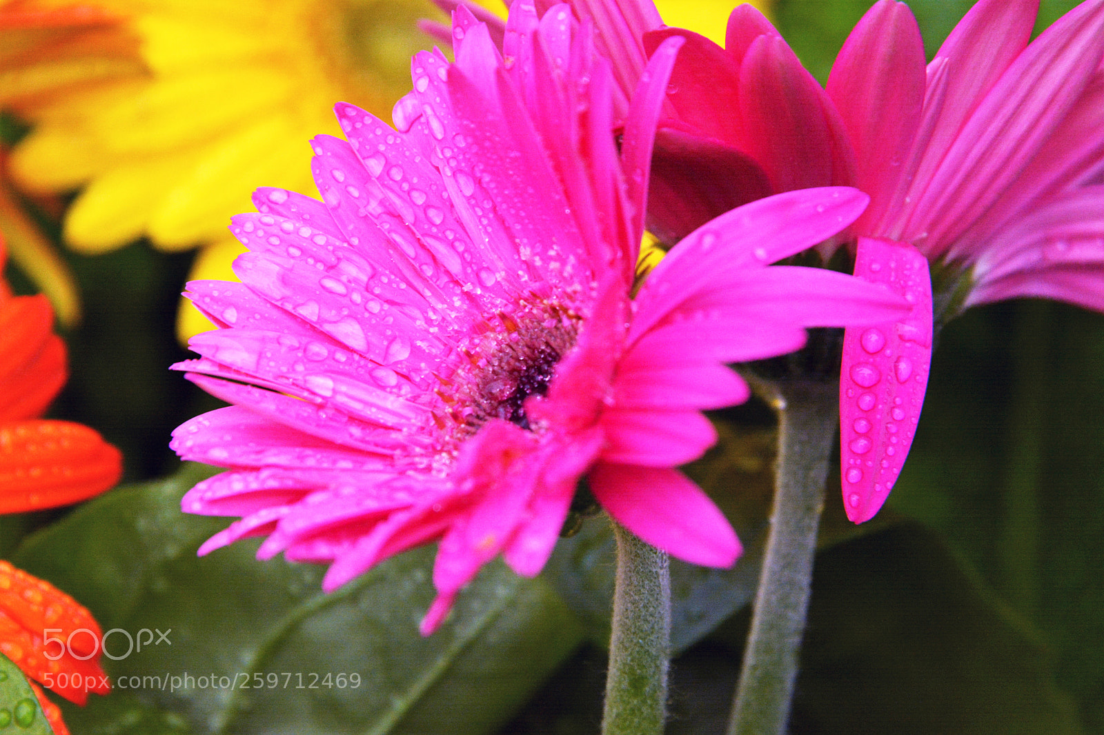 Nikon D7100 sample photo. Garden flowers photography