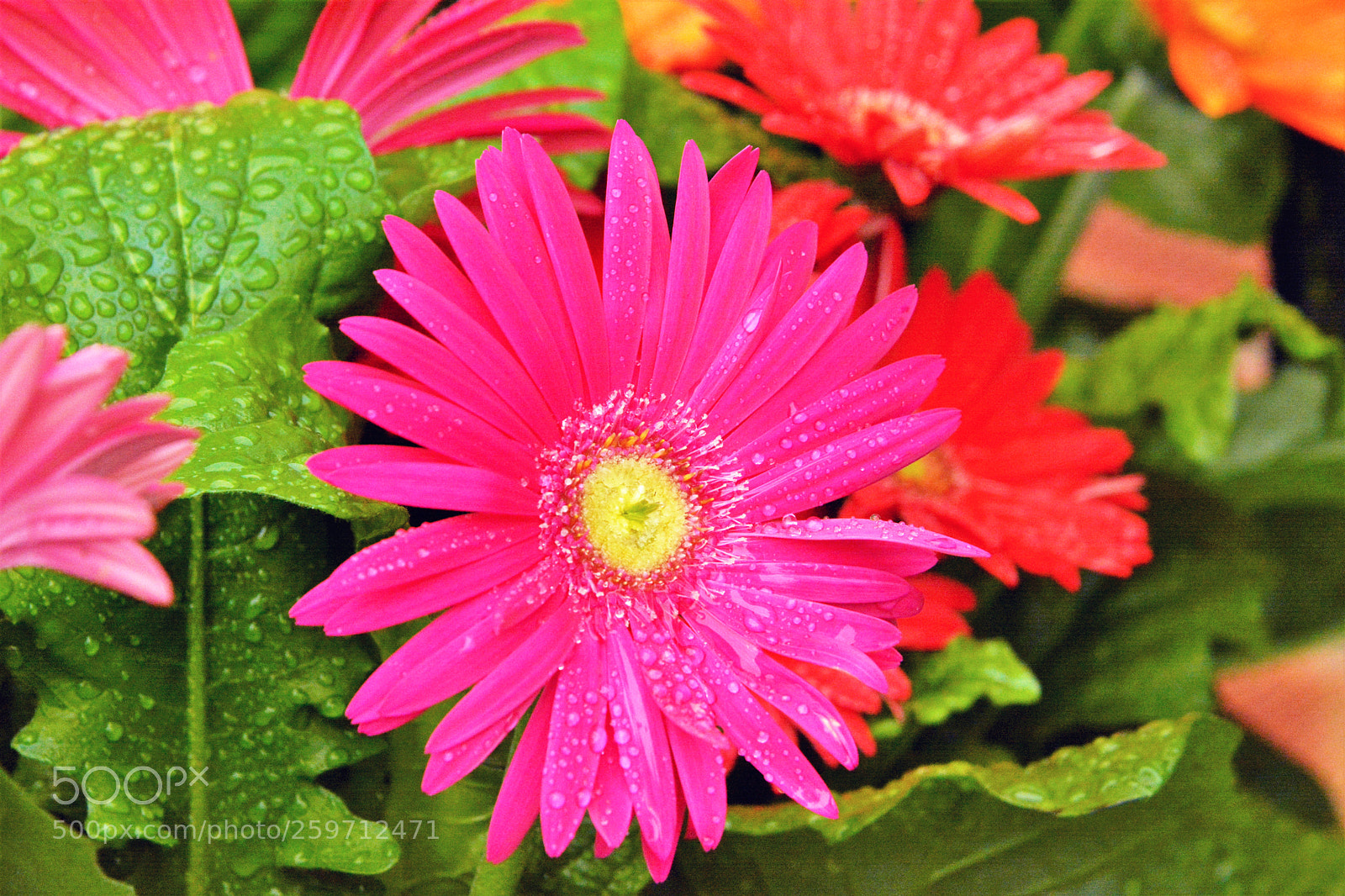 Nikon D7100 sample photo. Garden flowers photography