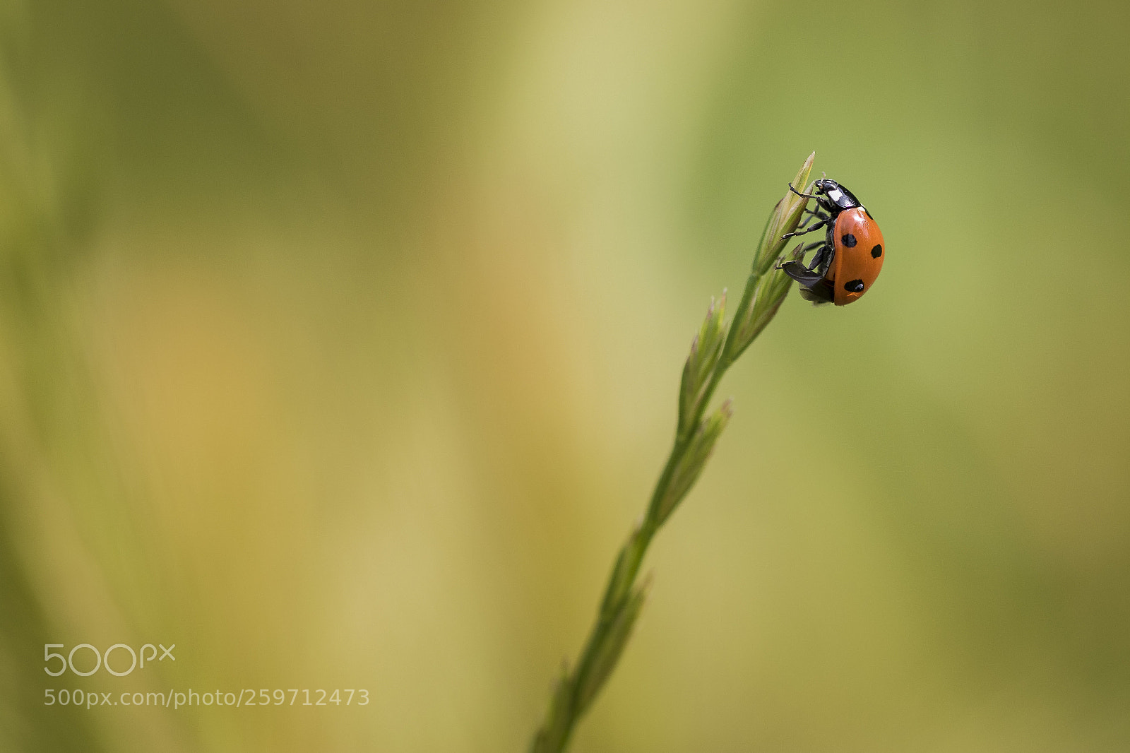Canon EOS 7D Mark II sample photo. Untitled photography