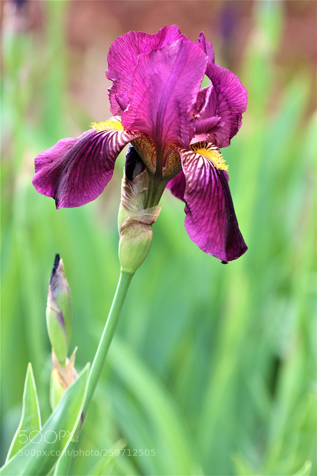 Canon EOS 7D Mark II sample photo. Iris photography
