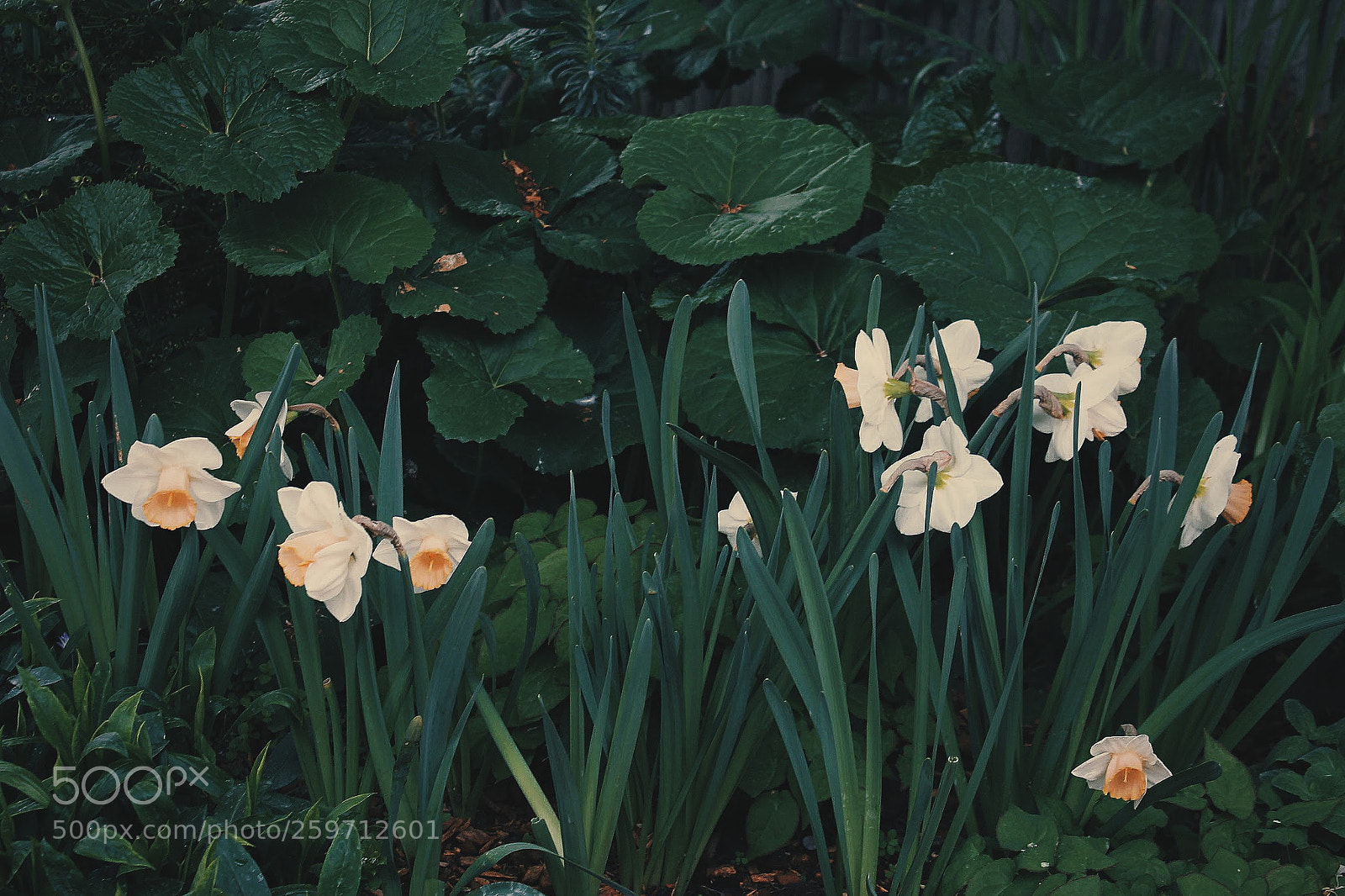 Canon EOS 1100D (EOS Rebel T3 / EOS Kiss X50) sample photo. Processed with vsco with photography
