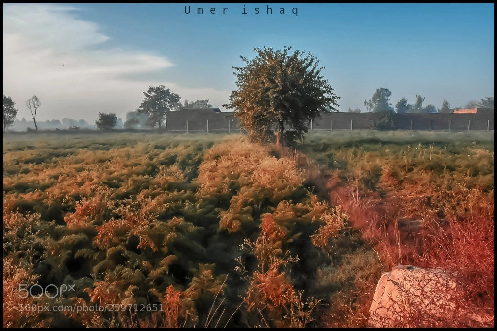 Nikon D7200 sample photo. Colors of nature photography