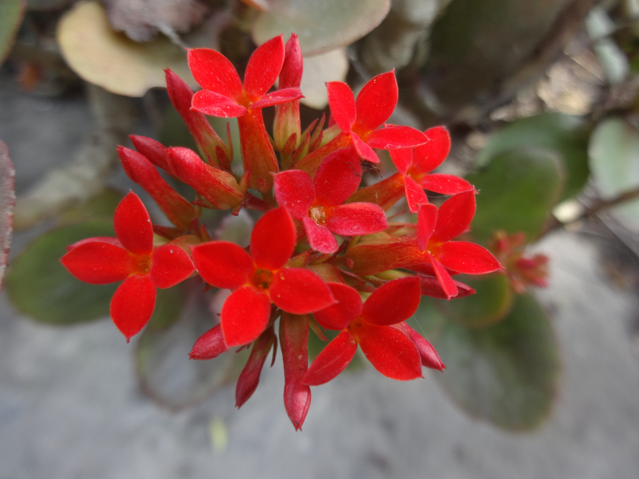 Sony Cyber-shot DSC-WX80 sample photo. Red beautiful flower photography