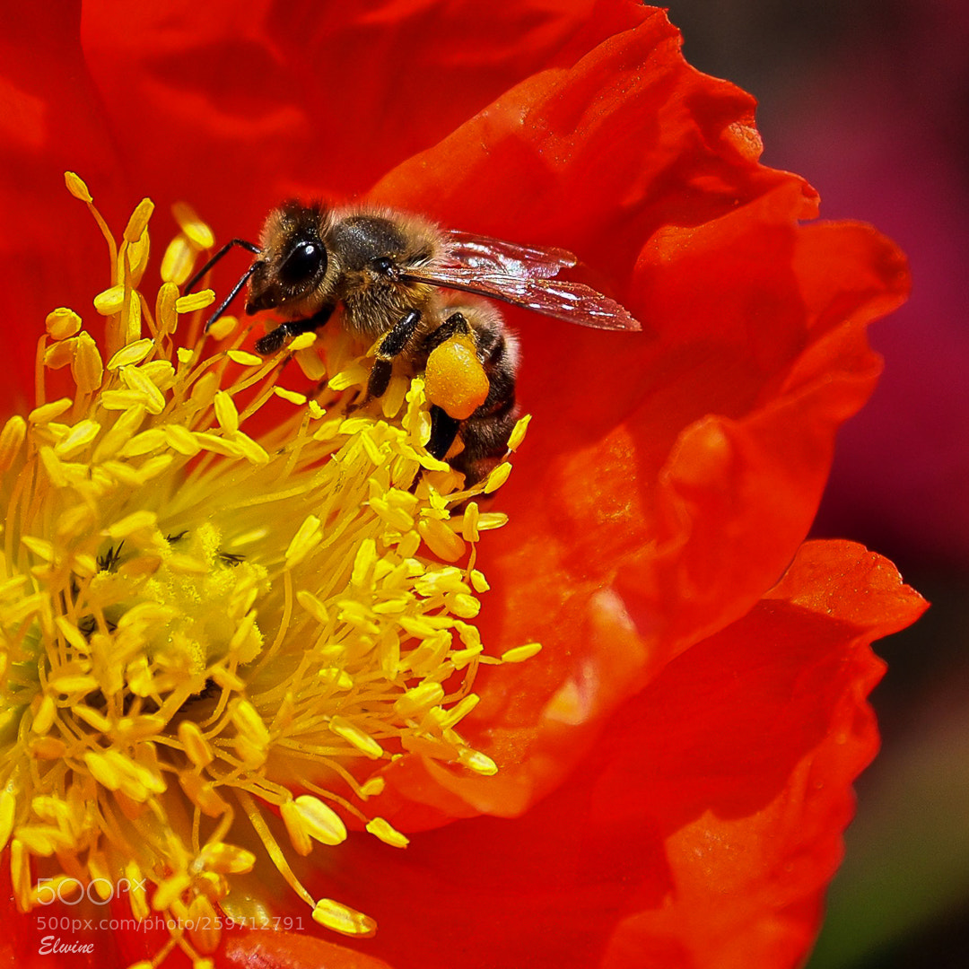 Olympus OM-D E-M1 Mark II sample photo. Collechting pollen photography