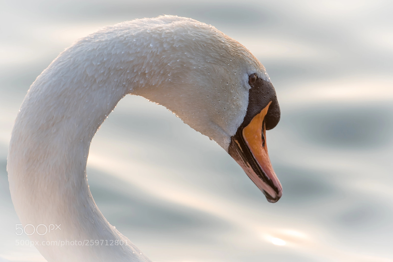Nikon D500 sample photo. Zwaan, swan photography