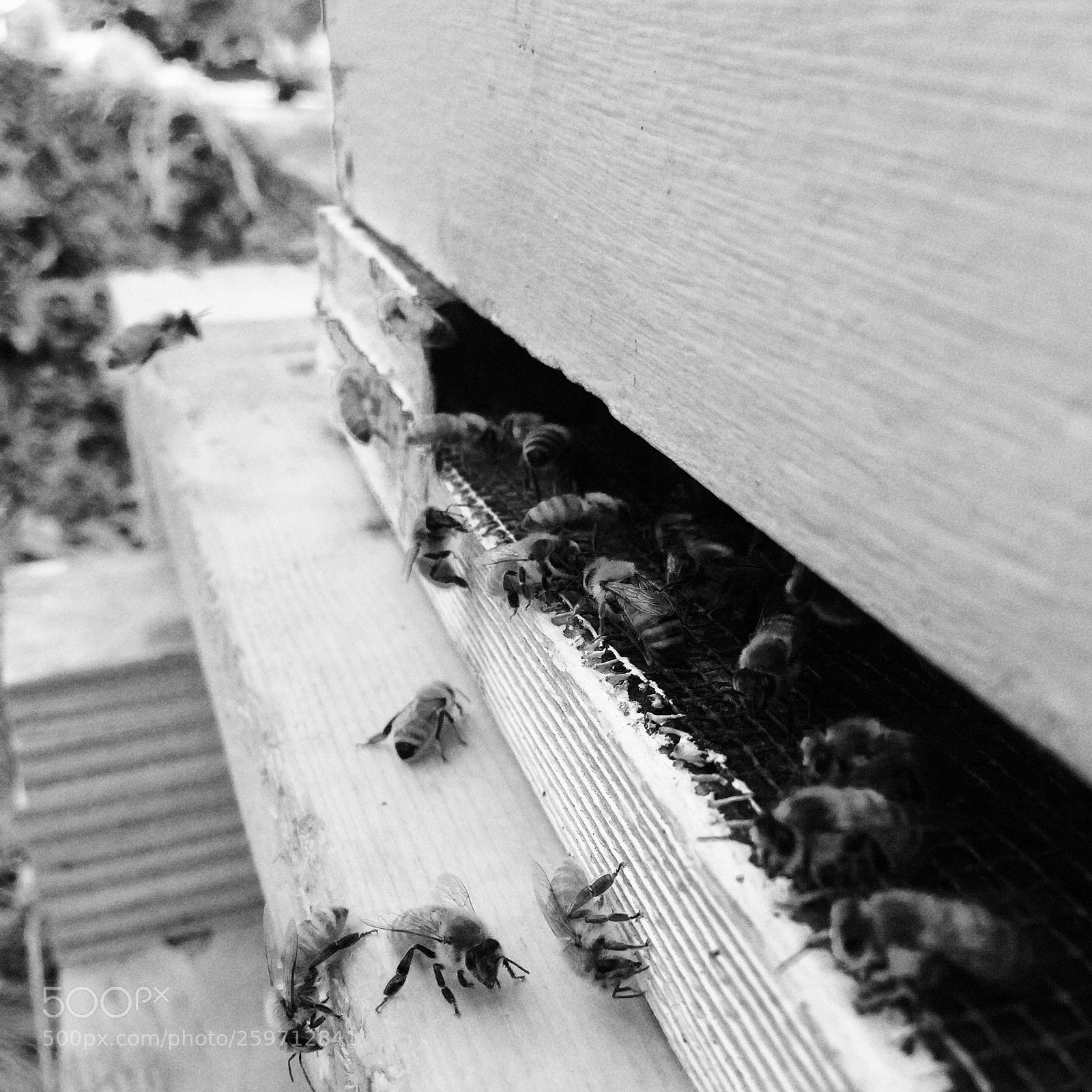 Apple iPhone 5s sample photo. Bees in black and photography