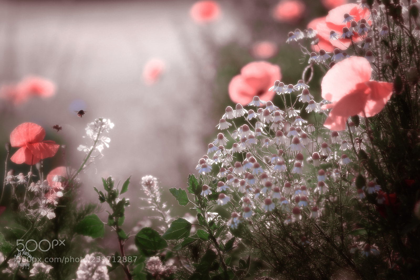 Canon EOS 7D Mark II sample photo. In the fields with photography