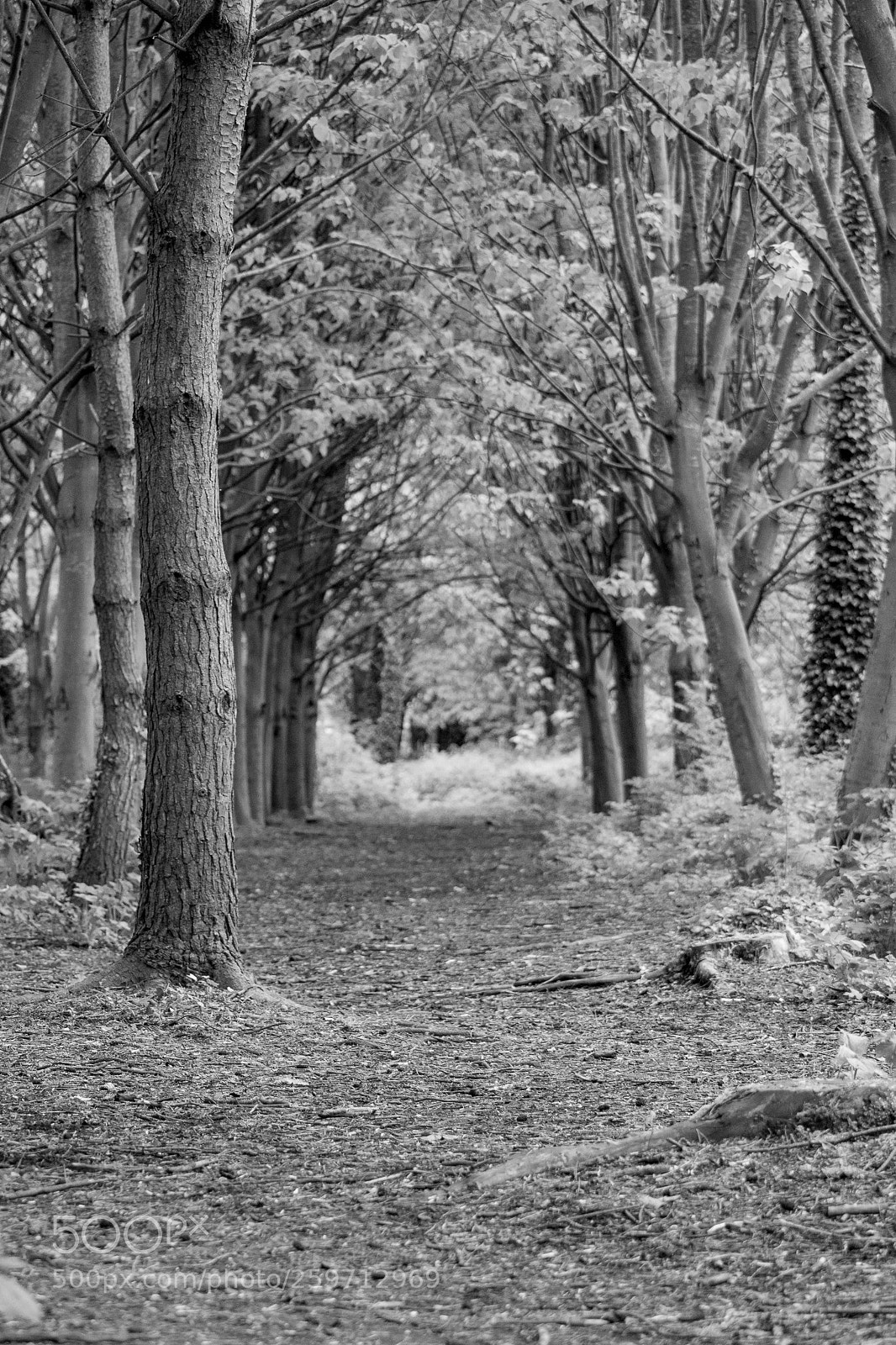 Canon EOS 750D (EOS Rebel T6i / EOS Kiss X8i) sample photo. A walk in the photography