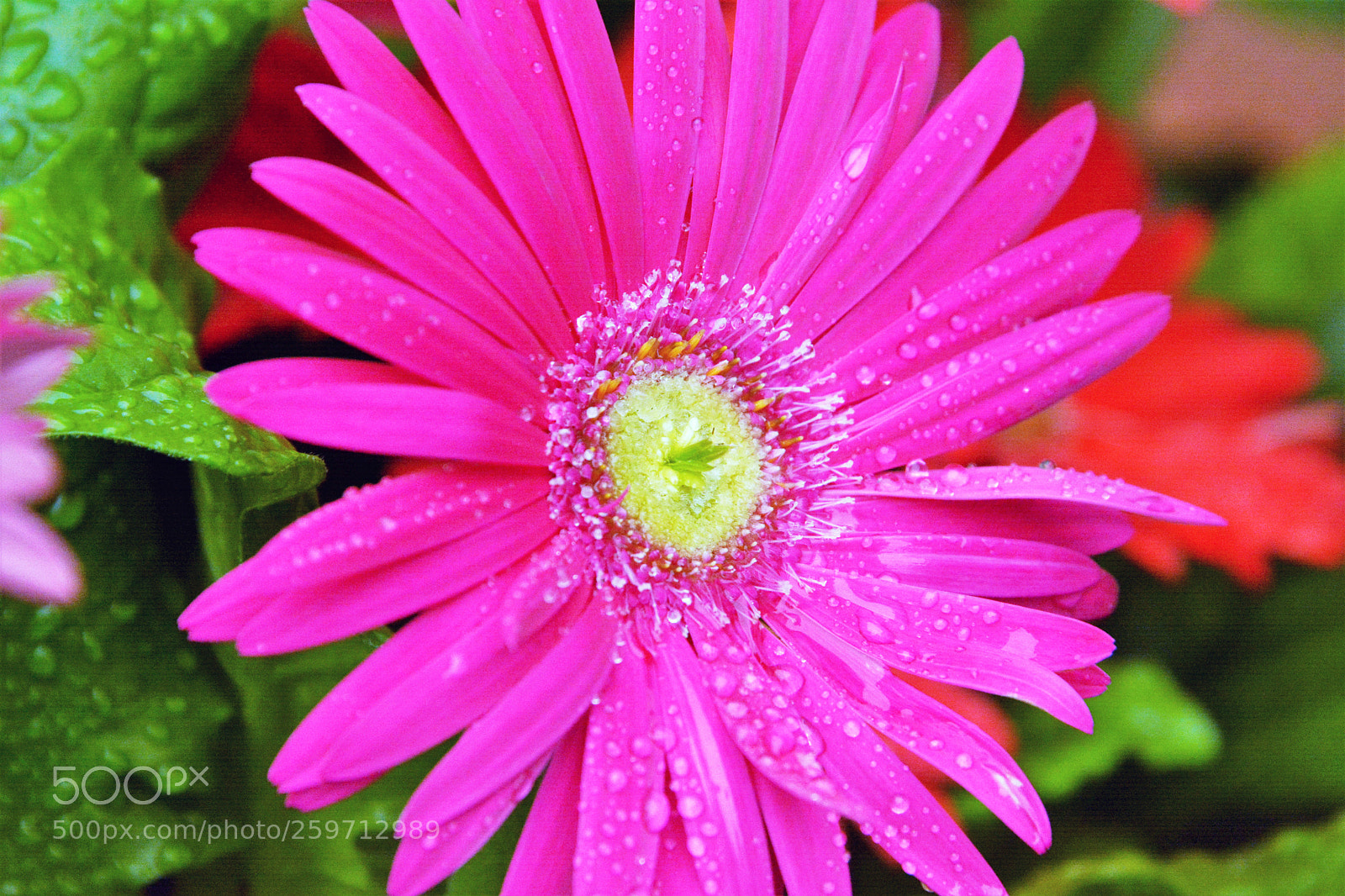 Nikon D7100 sample photo. Garden flowers photography
