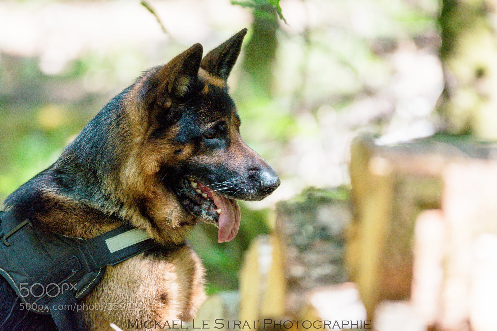 Nikon D7200 sample photo. German sheperd photography