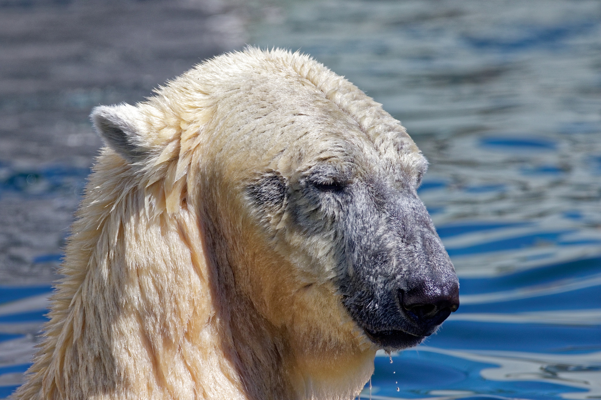 Canon EOS 7D Mark II sample photo. Polar bear in water photography