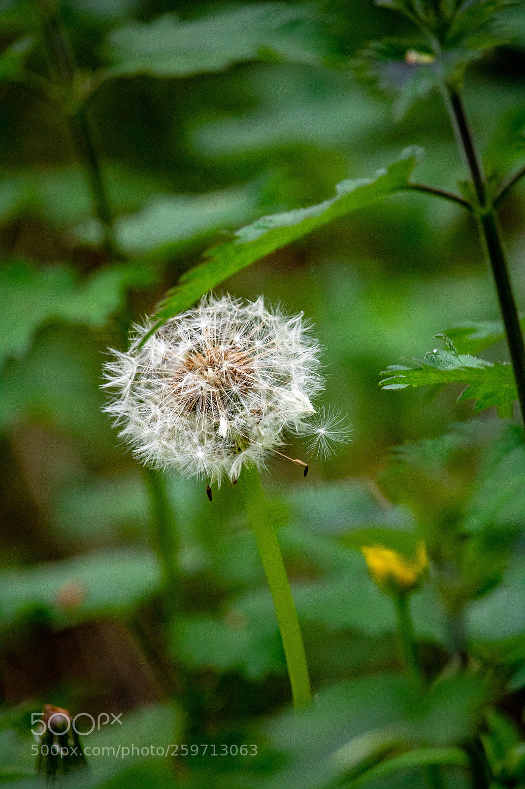 Canon EOS 750D (EOS Rebel T6i / EOS Kiss X8i) sample photo. A walk in the photography