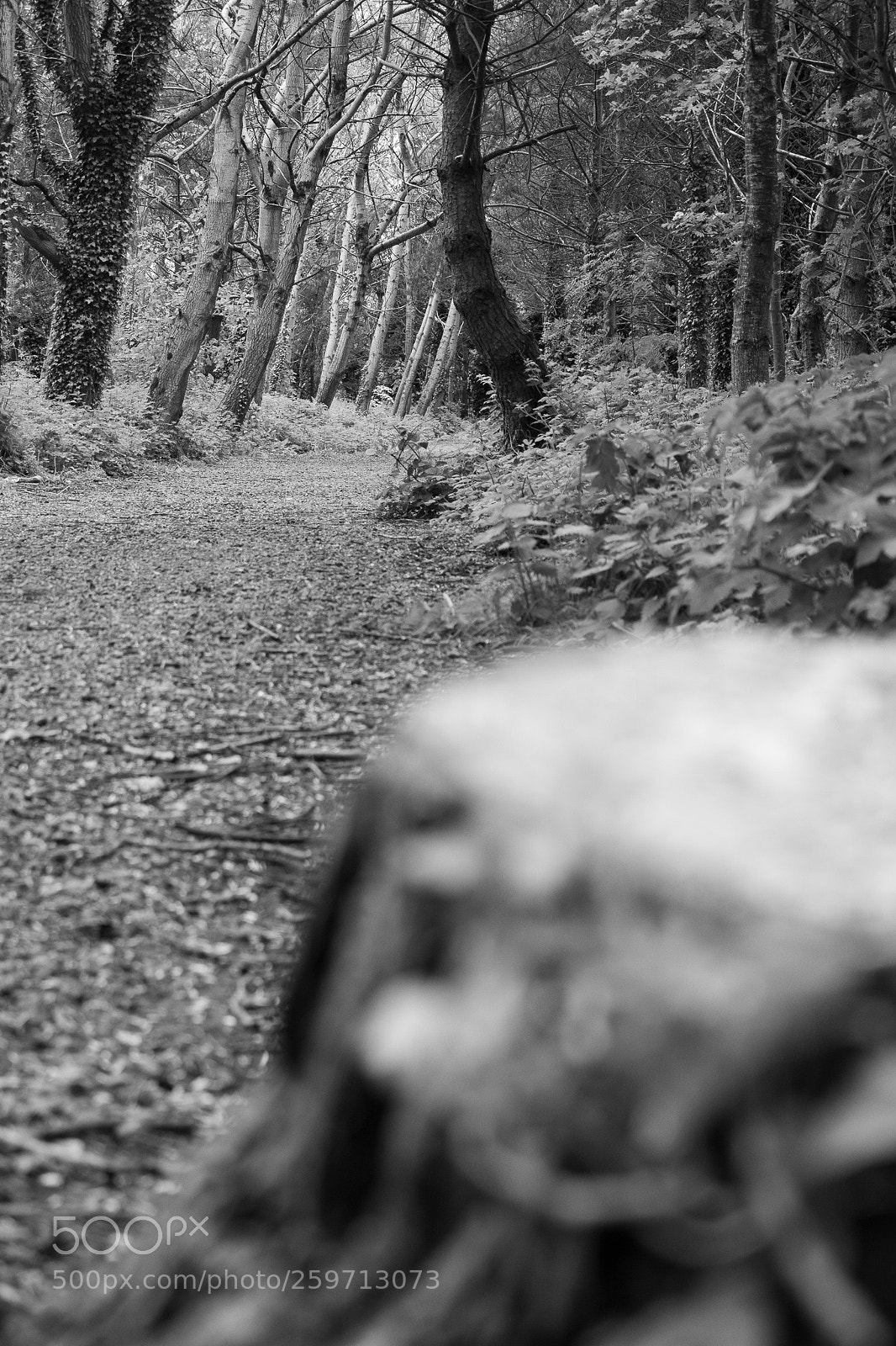 Canon EOS 750D (EOS Rebel T6i / EOS Kiss X8i) sample photo. A walk in the photography