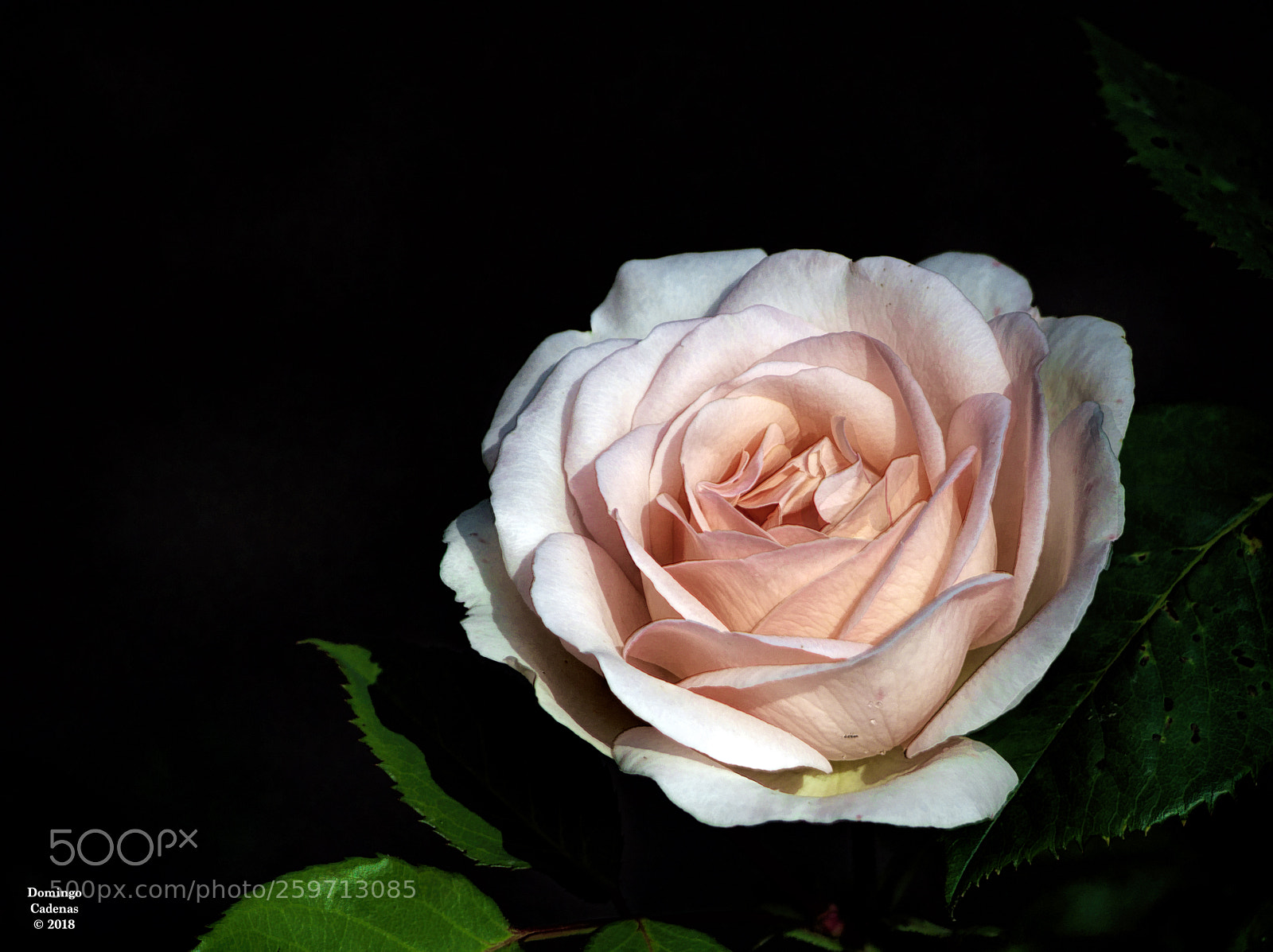 Olympus OM-D E-M10 II sample photo. Rosa photography