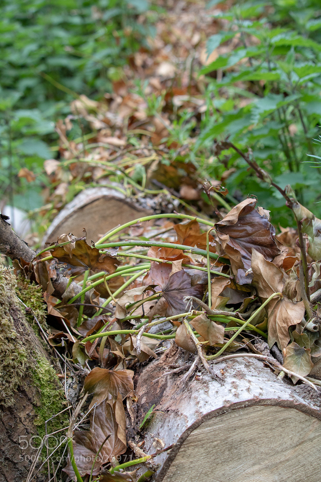 Canon EOS 750D (EOS Rebel T6i / EOS Kiss X8i) sample photo. A walk in the photography