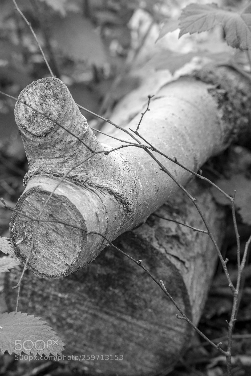 Canon EOS 750D (EOS Rebel T6i / EOS Kiss X8i) sample photo. A walk in the photography
