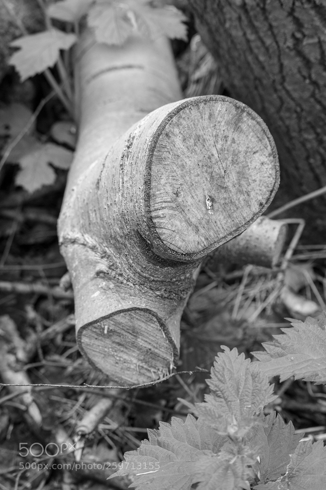 Canon EOS 750D (EOS Rebel T6i / EOS Kiss X8i) sample photo. A walk in the photography