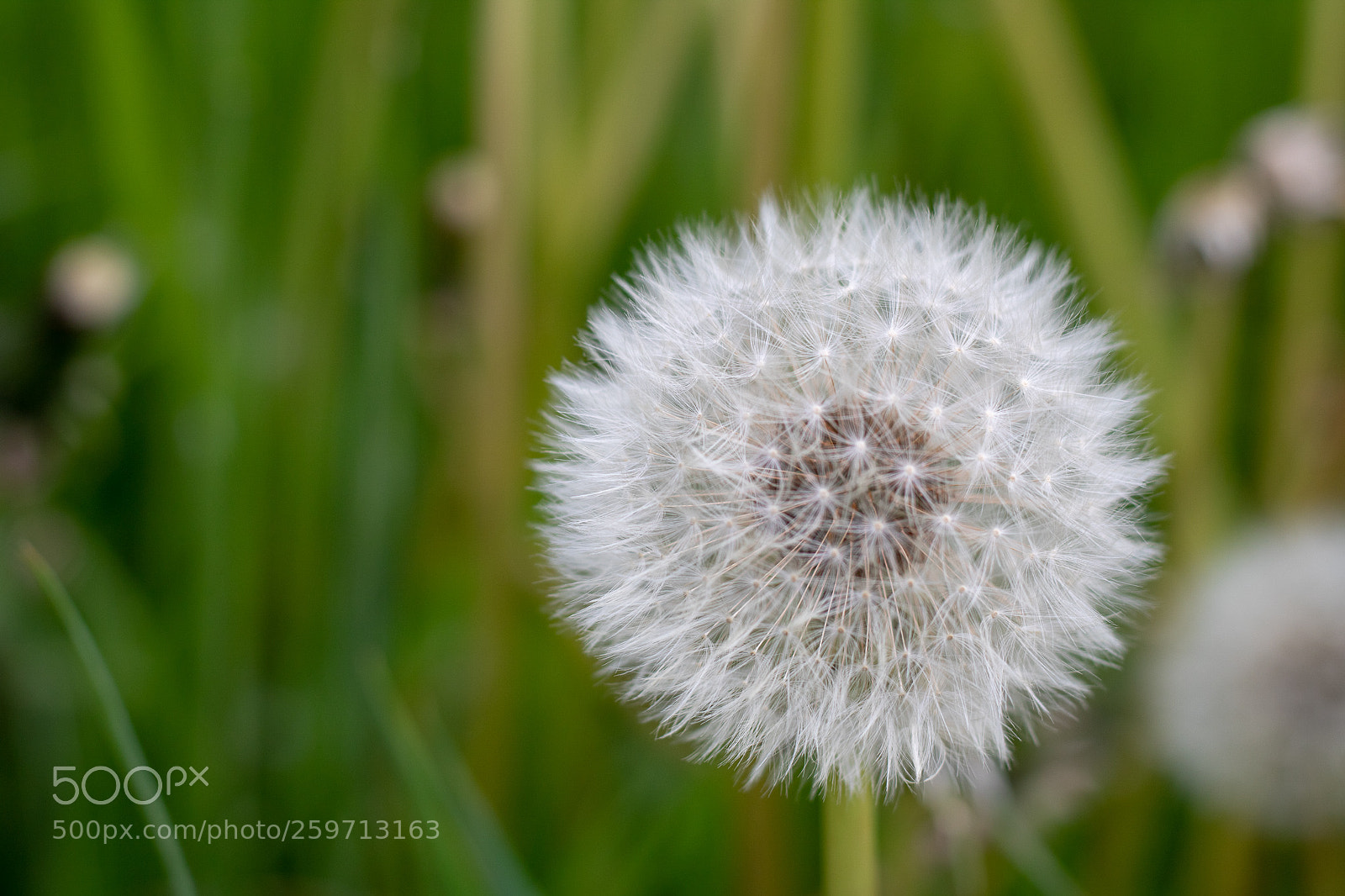 Canon EOS 750D (EOS Rebel T6i / EOS Kiss X8i) sample photo. A walk in the photography