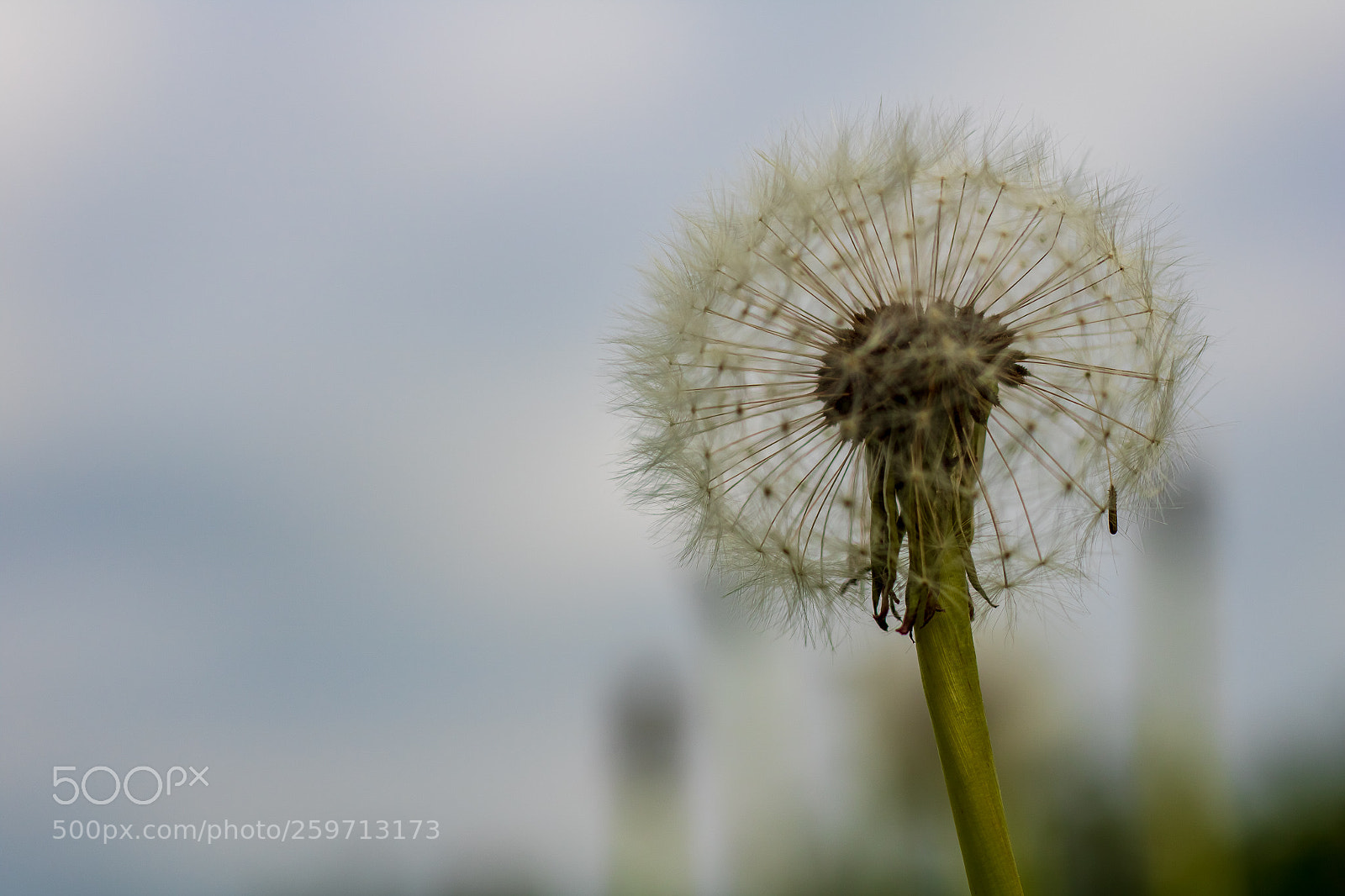 Canon EOS 750D (EOS Rebel T6i / EOS Kiss X8i) sample photo. A walk in the photography