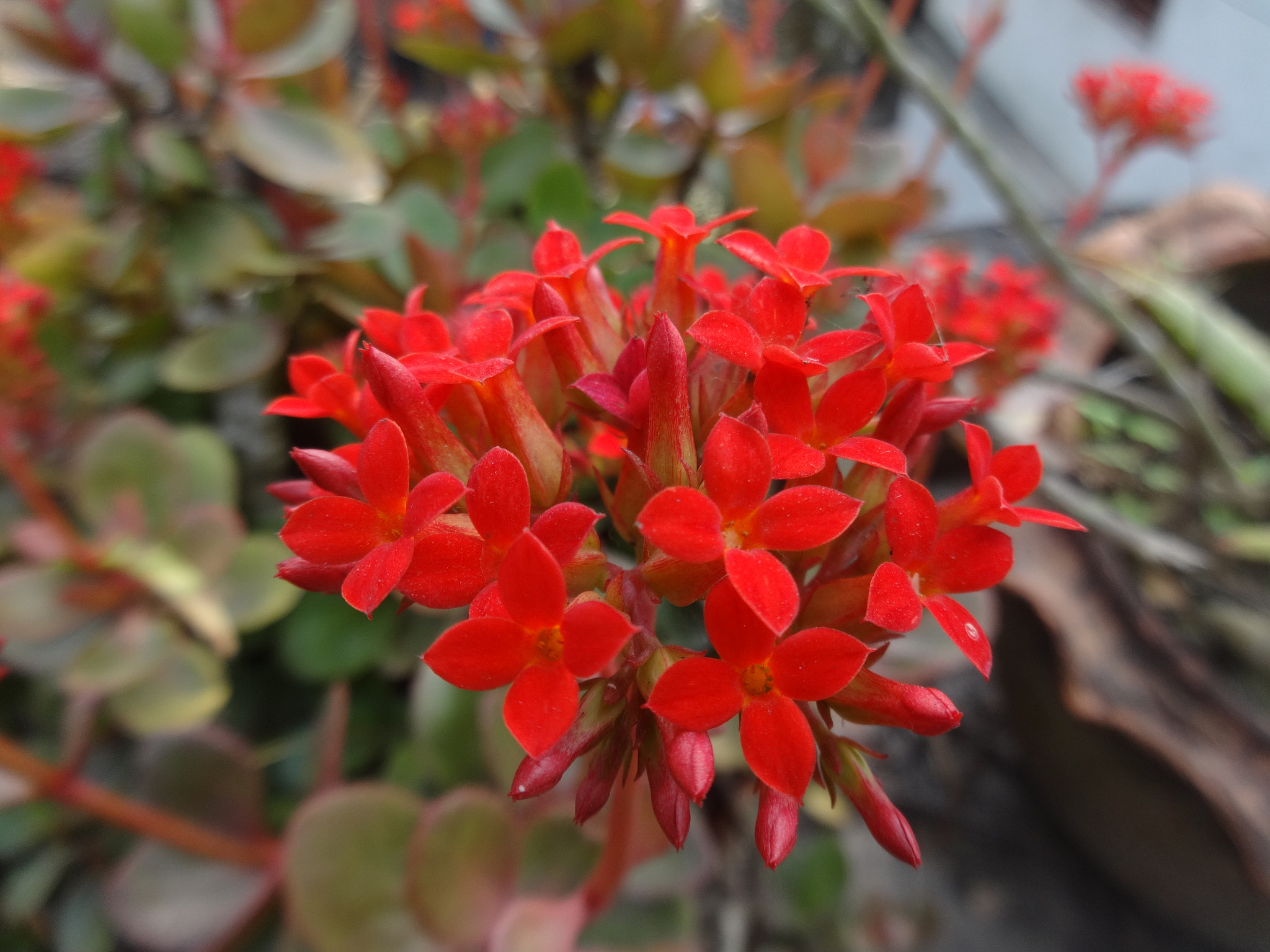 Sony Cyber-shot DSC-WX80 sample photo. Red beautiful flower photography