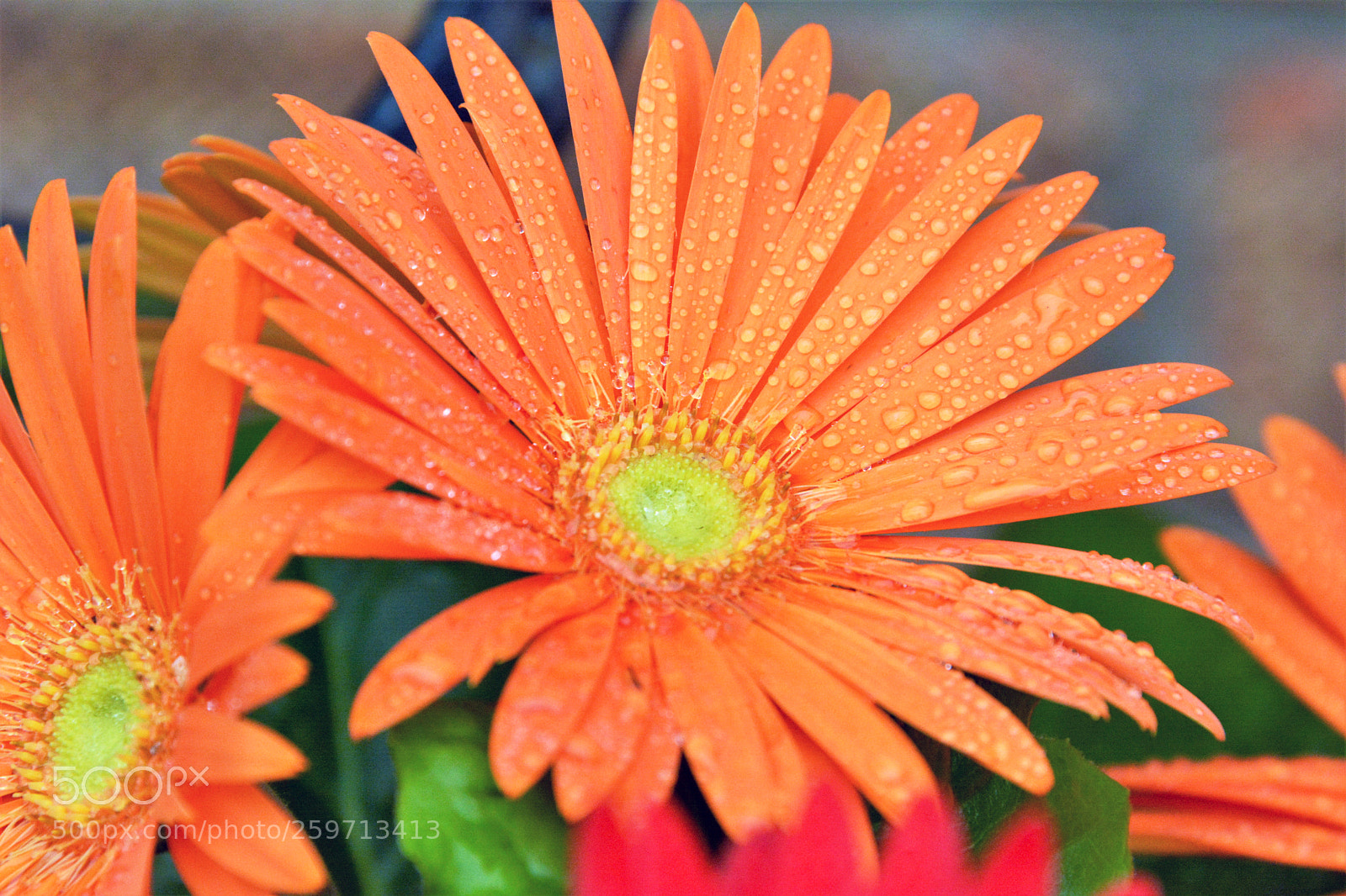 Nikon D7100 sample photo. Garden flowers photography