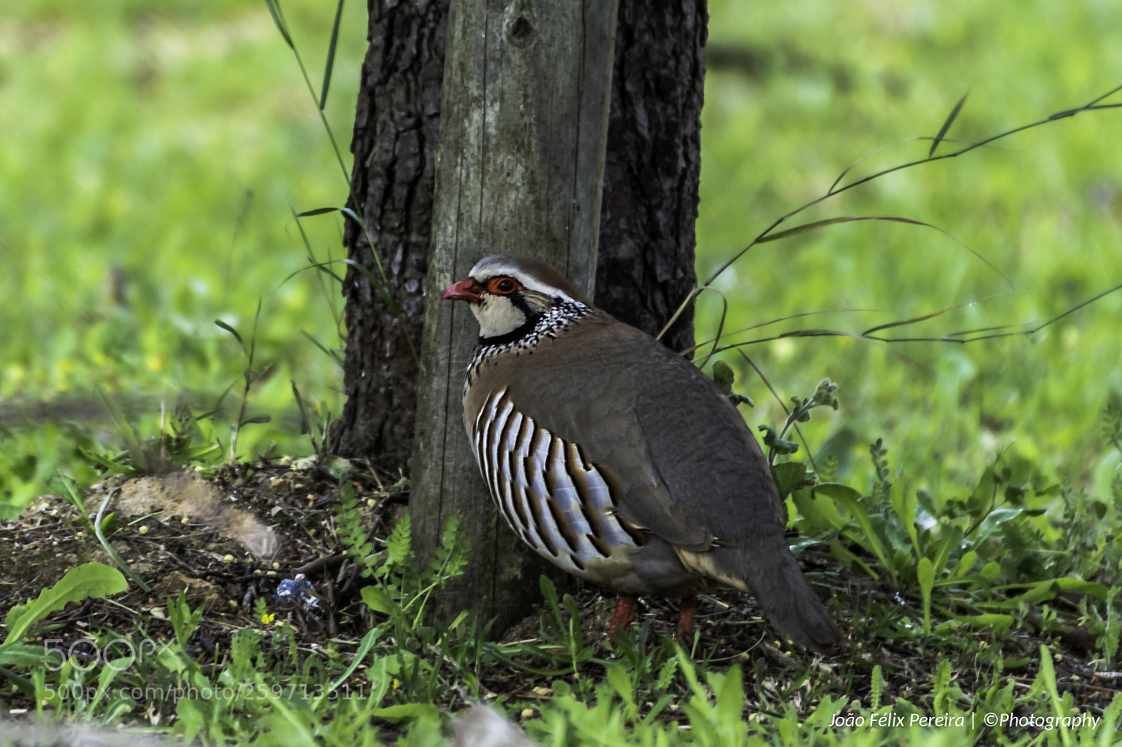 Canon EOS 100D (EOS Rebel SL1 / EOS Kiss X7) sample photo. Bird unknown to me photography