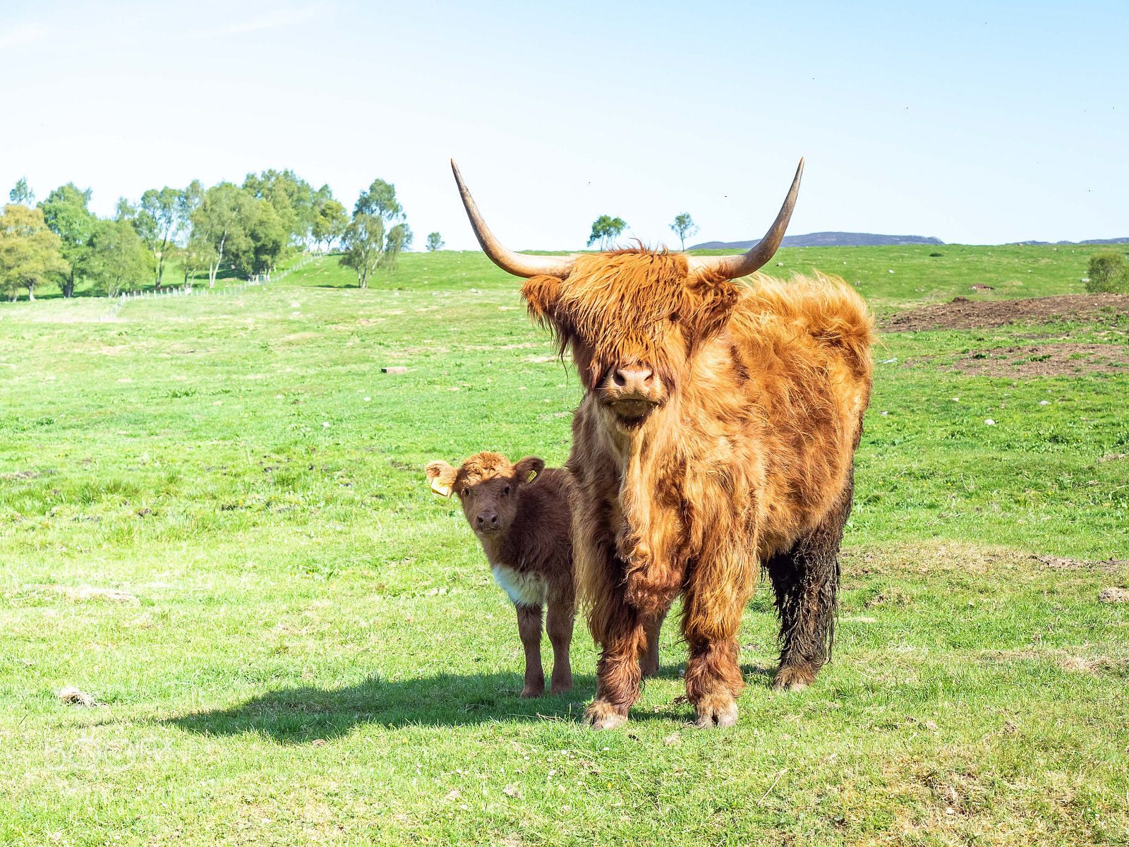 Olympus OM-D E-M5 II sample photo. Visiting scotland - mommy photography