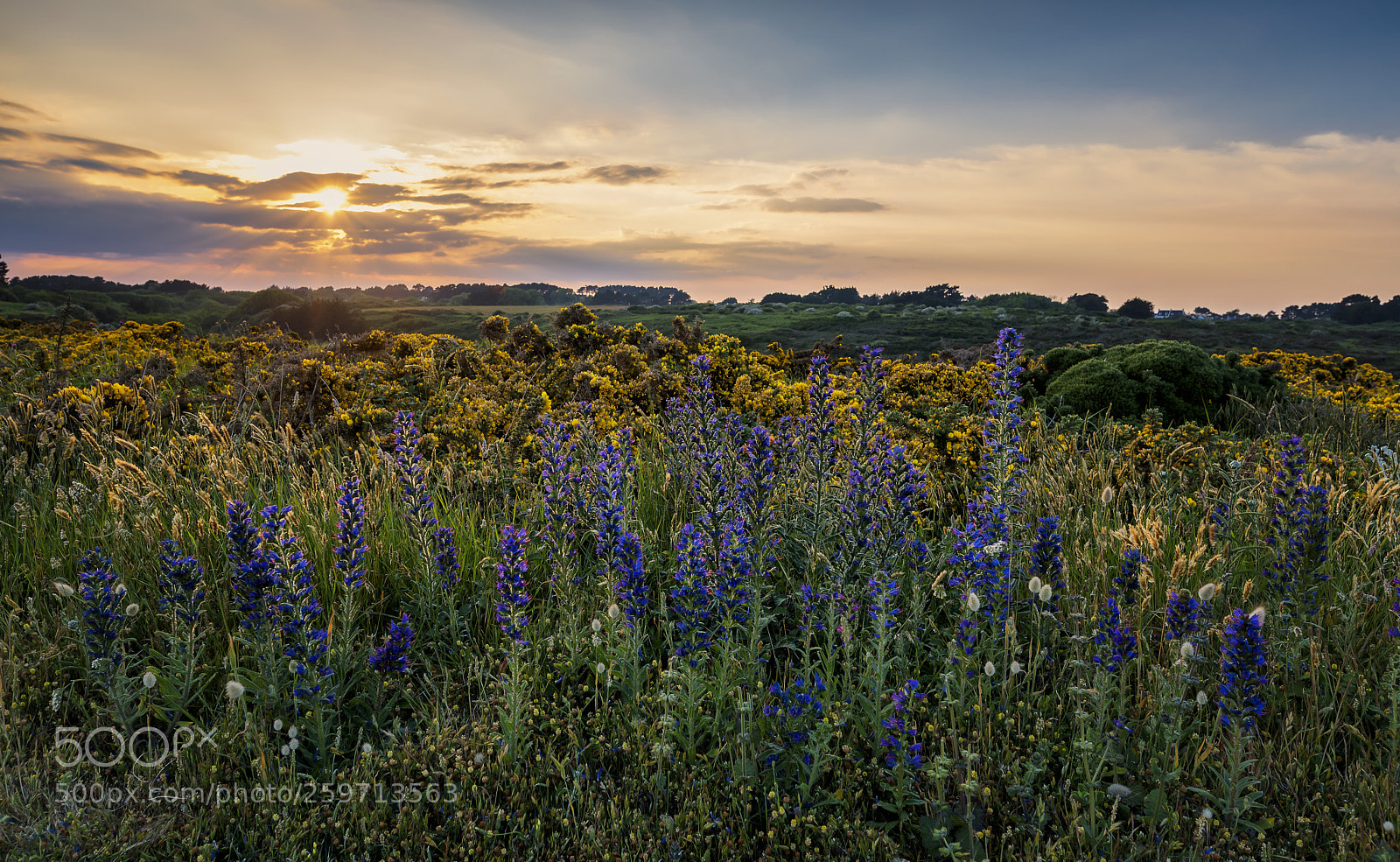 Nikon D750 sample photo. Belle-île-en-fleur photography