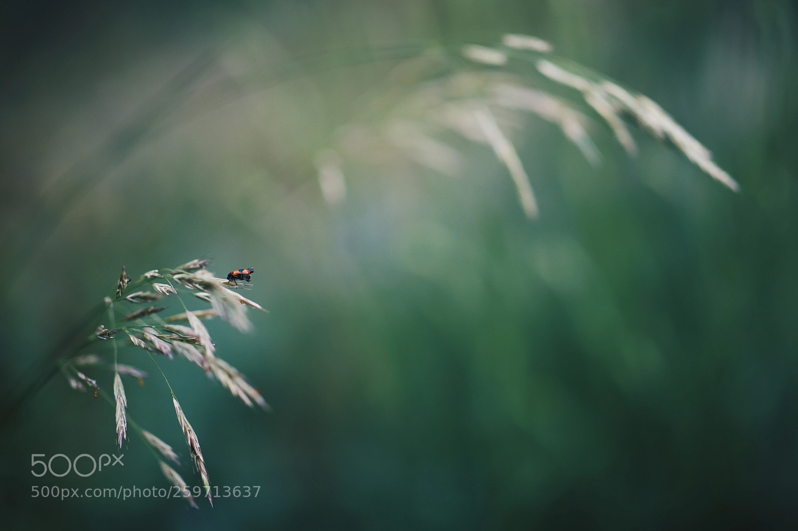 Canon EOS 5D Mark IV sample photo. Untitled photography
