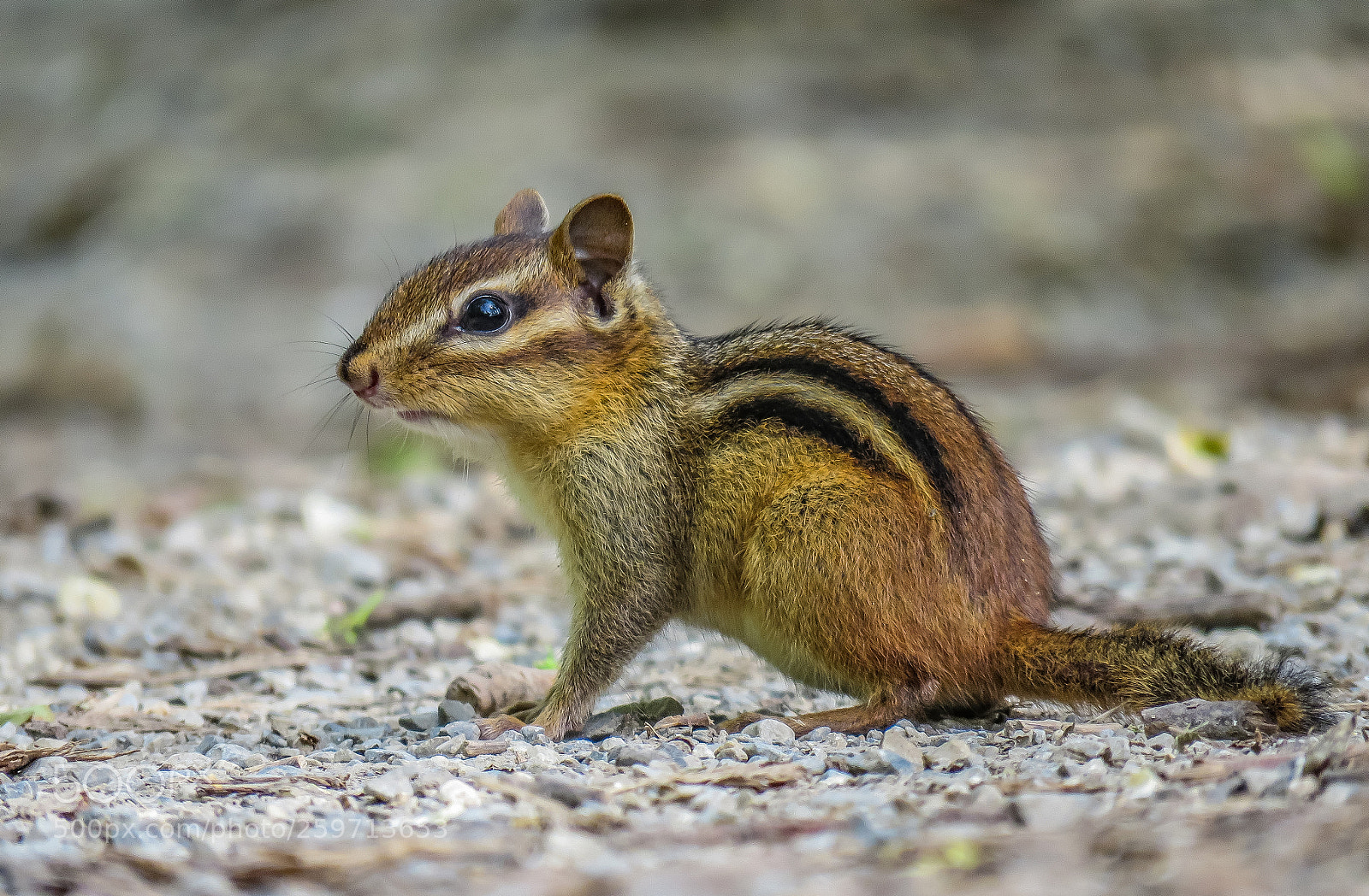 Canon PowerShot SX60 HS sample photo. Chipmunk photography