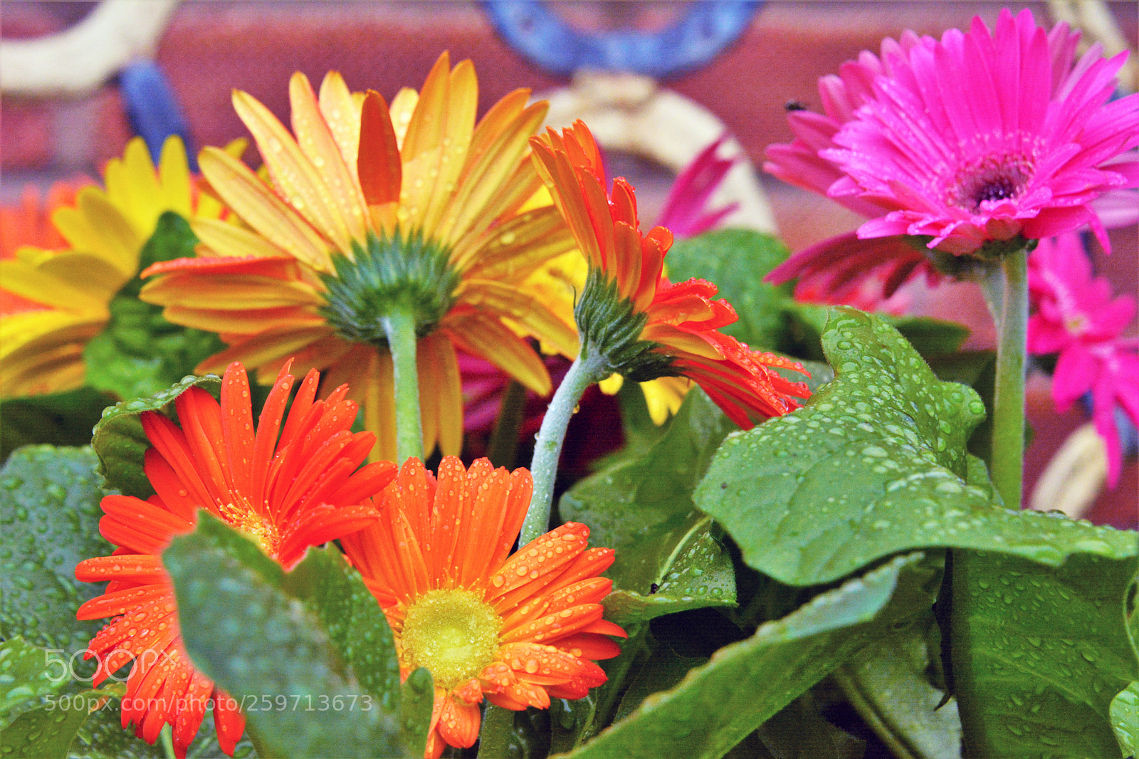 Nikon D7100 sample photo. Garden flowers photography