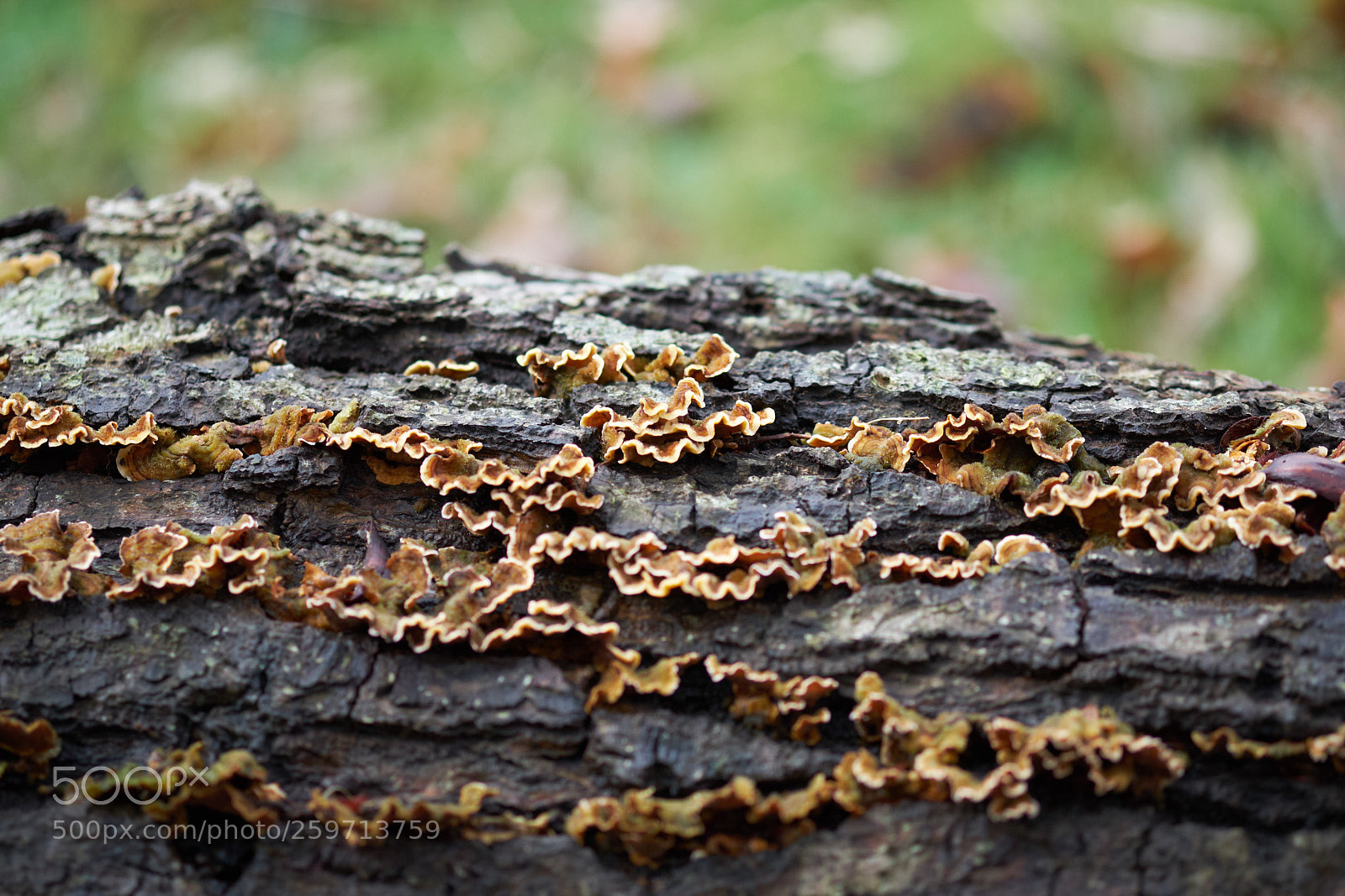 Fujifilm X-T2 sample photo. Fun - ghi photography