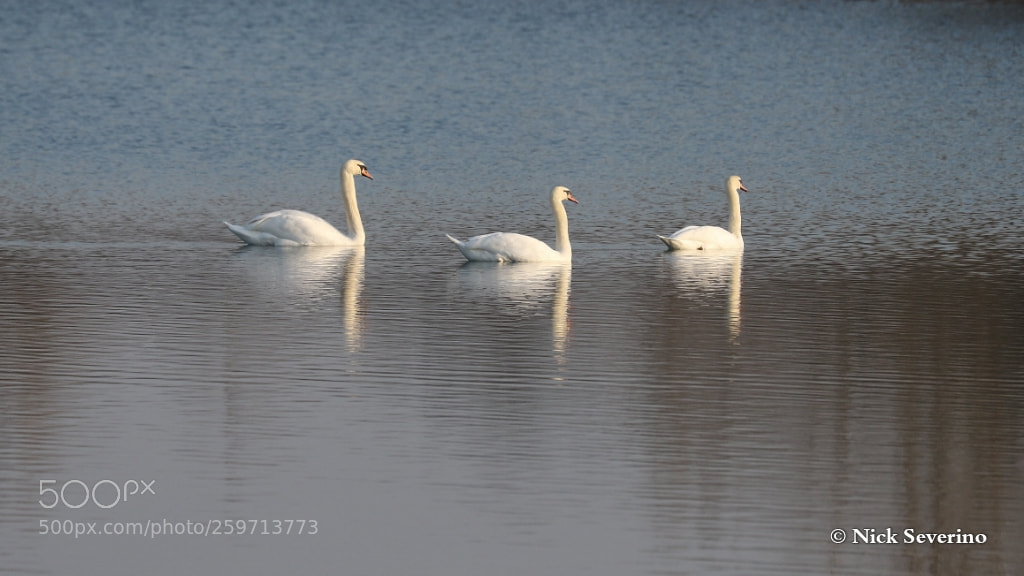 Canon EOS 7D Mark II sample photo. A pair of swans photography