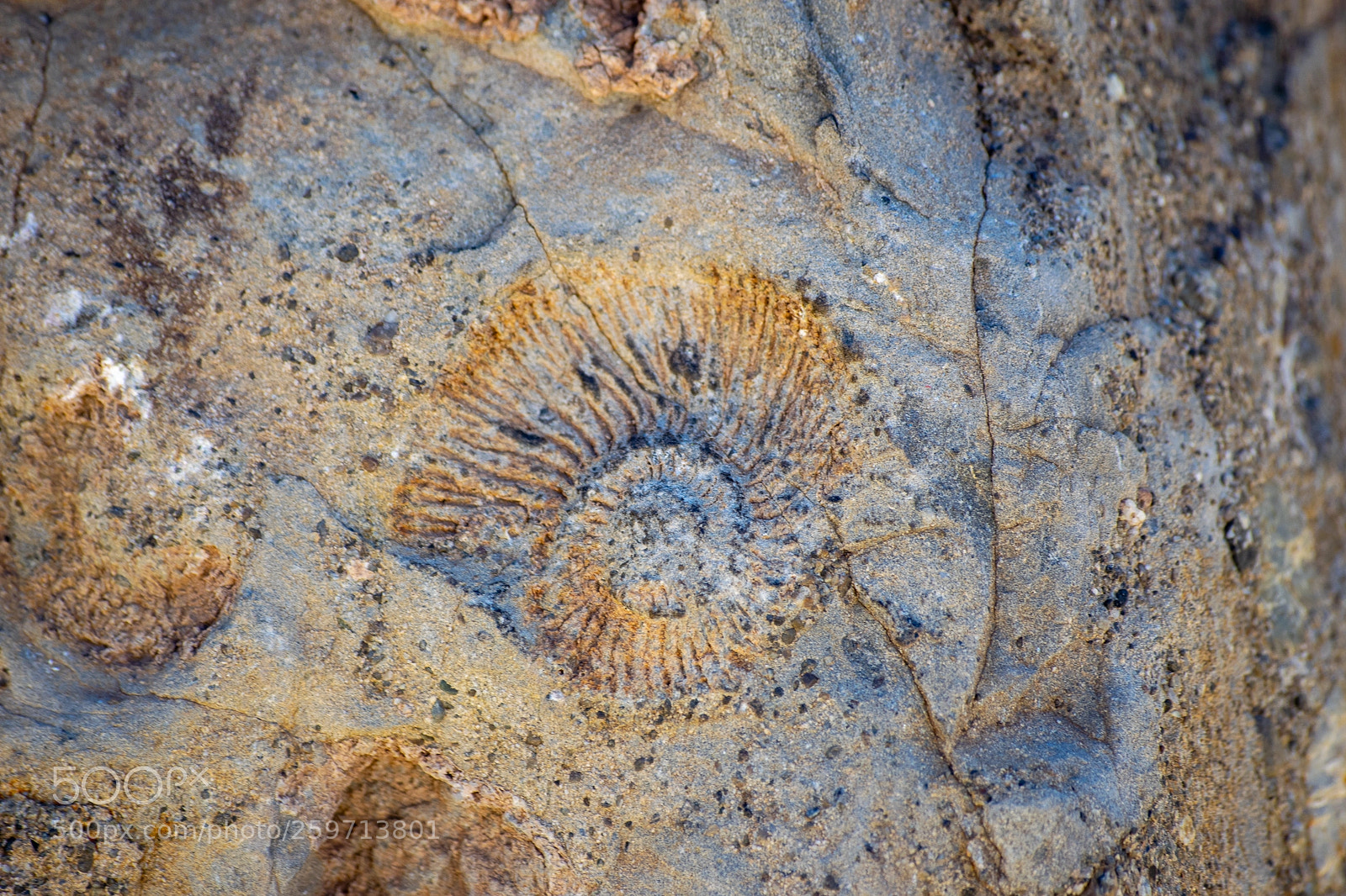 Nikon D5300 sample photo. Ammonite. photography
