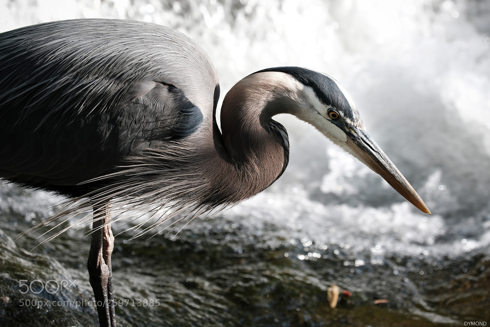 Fujifilm X-T2 sample photo. This bird is surely photography