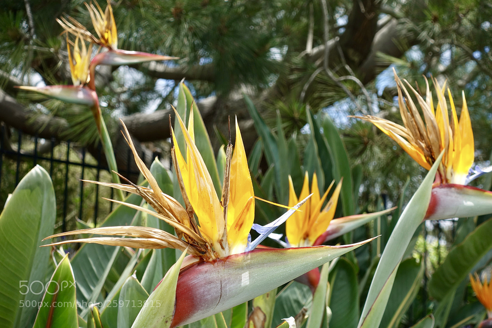 Sony DSC-RX100M5 sample photo. Bird of paradise photography