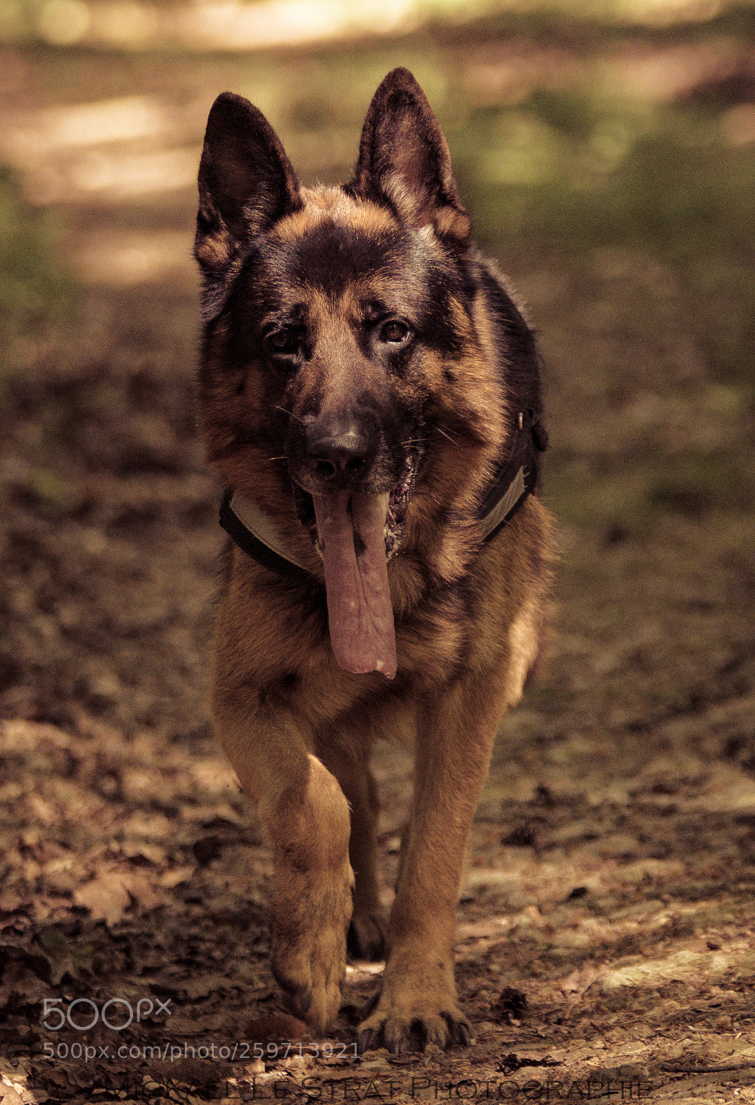 Nikon D7200 sample photo. German shepherd portrait photography