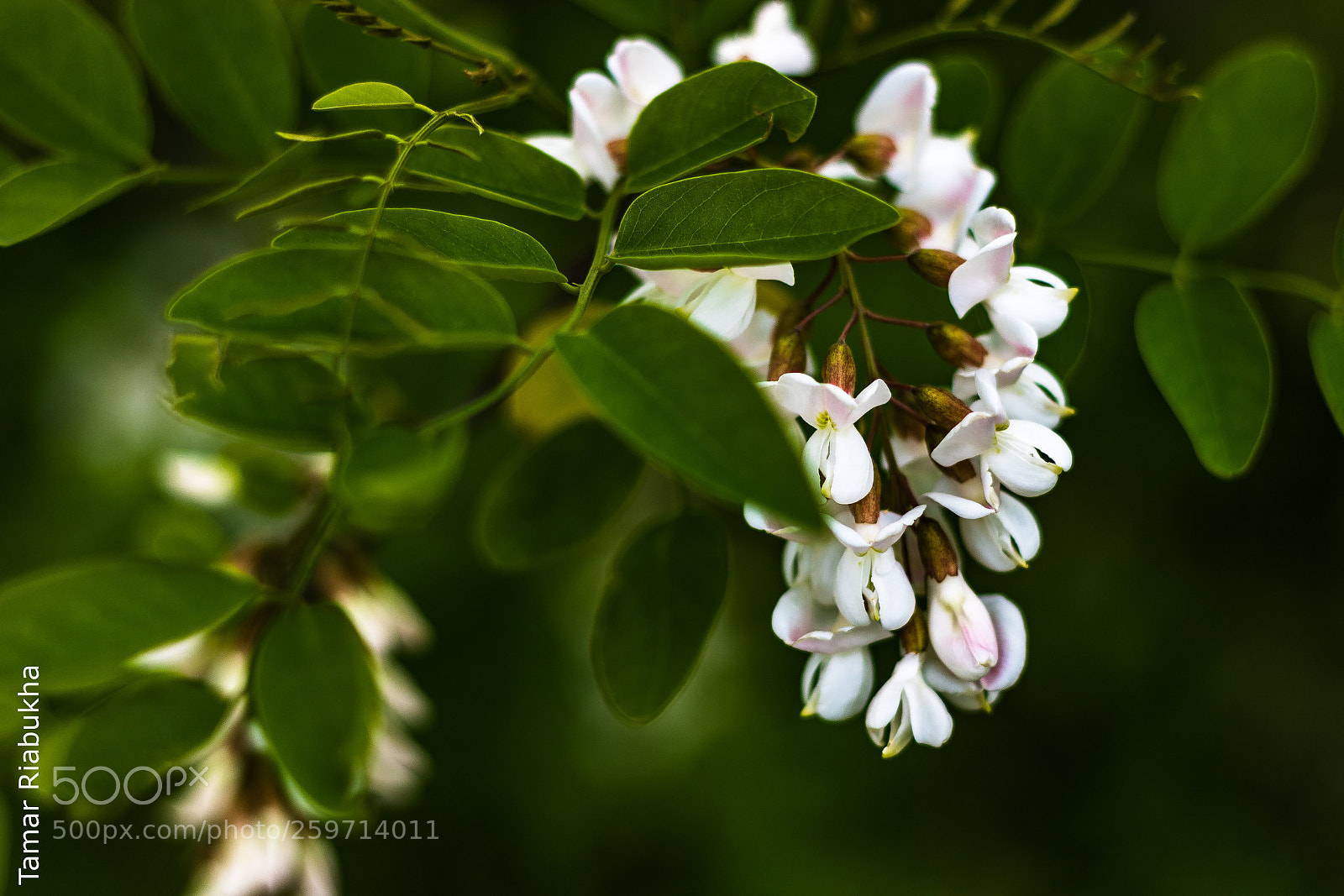 Canon EOS 750D (EOS Rebel T6i / EOS Kiss X8i) sample photo. Acacia photography