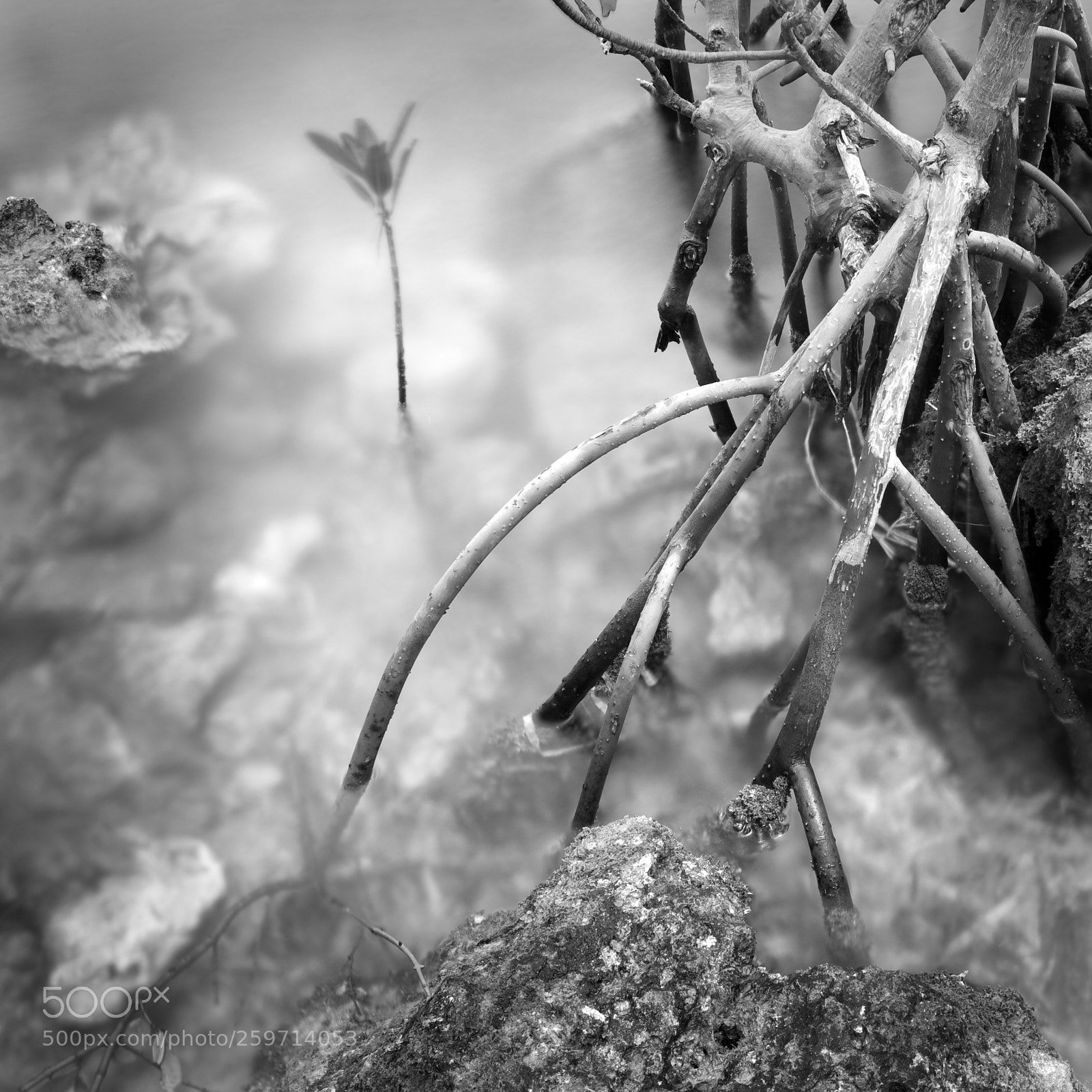 Canon EOS 5D sample photo. Mangrove garden photography
