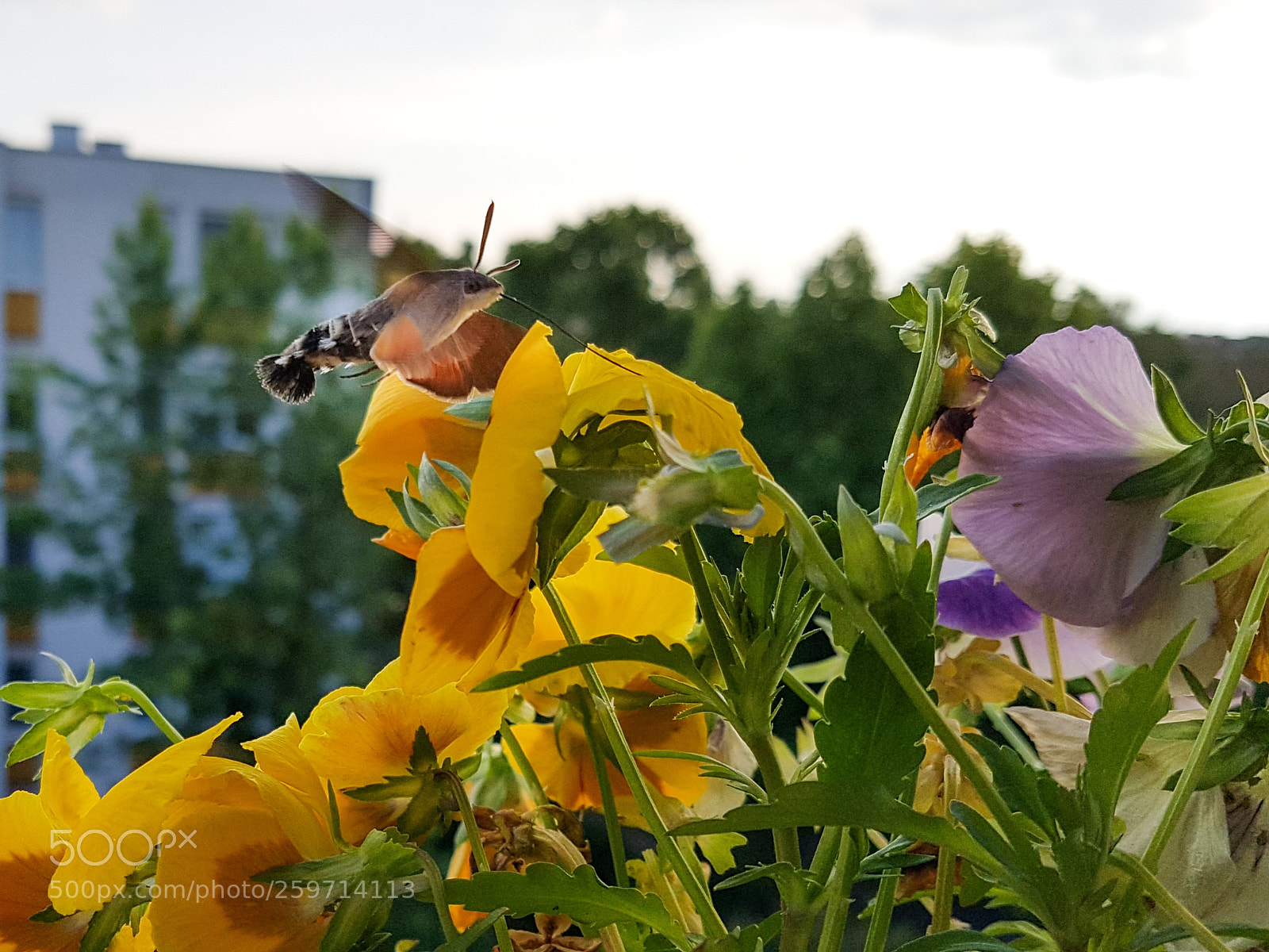 Samsung Galaxy S7 Edge sample photo. Szender photography