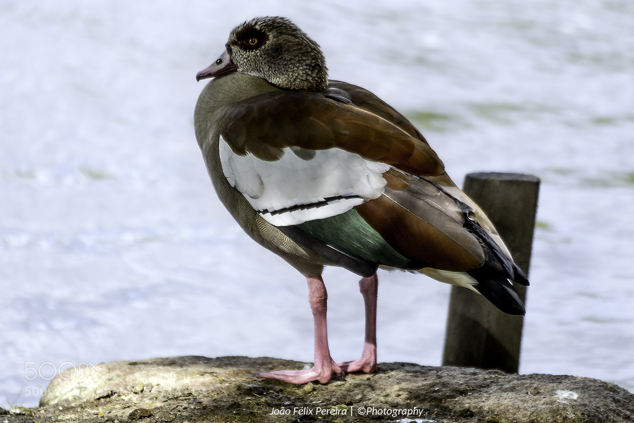 Canon EOS 100D (EOS Rebel SL1 / EOS Kiss X7) sample photo. Duck # photography