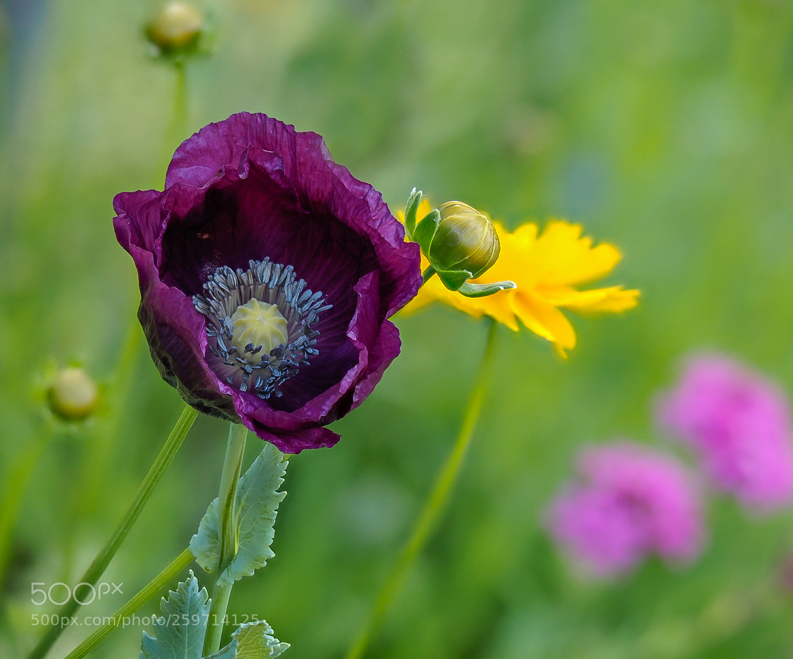 Olympus OM-D E-M1 sample photo. Popping up photography
