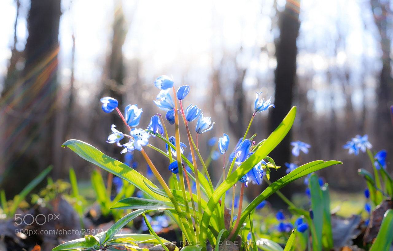 Canon EOS 5D Mark II sample photo. Img photography