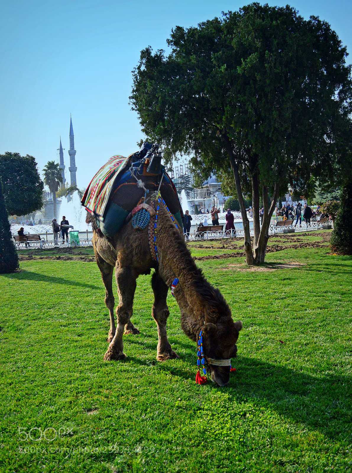 Nikon D3200 sample photo. Turk camel photography