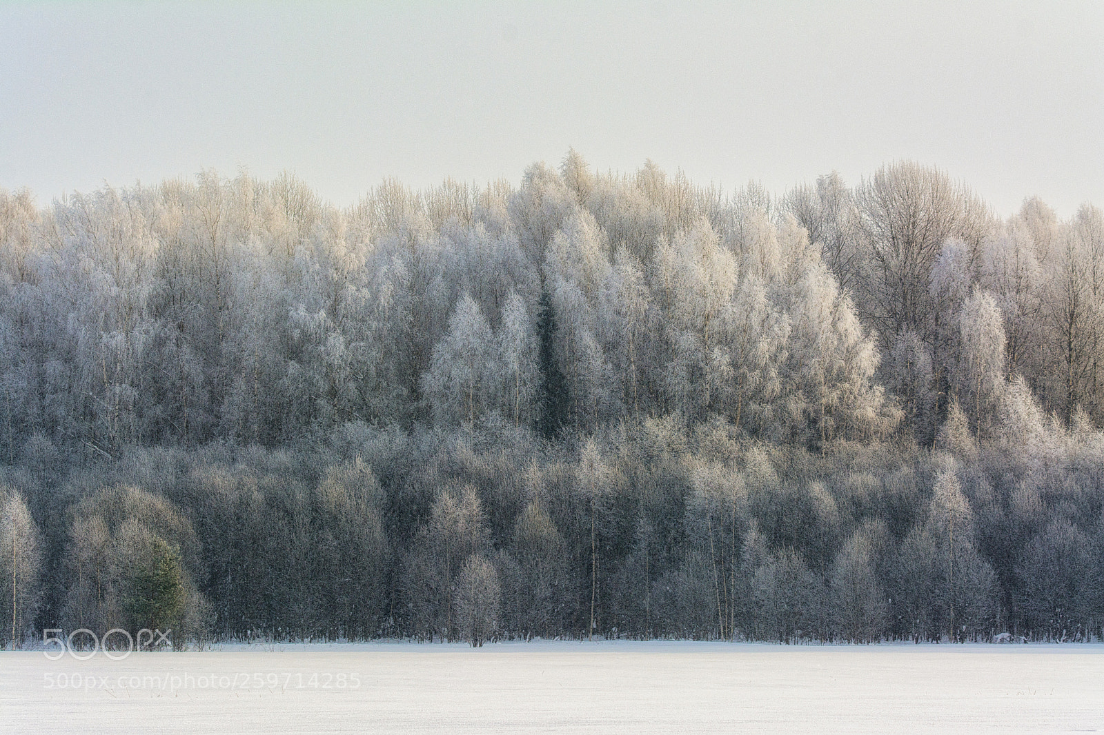 Nikon D7100 sample photo. 930. winter forest photography