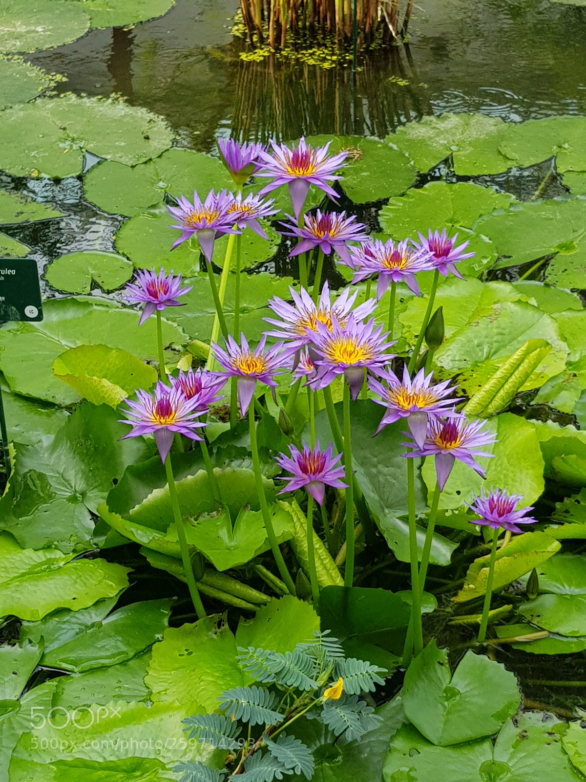 Samsung Galaxy S8+ sample photo. Untitled photography