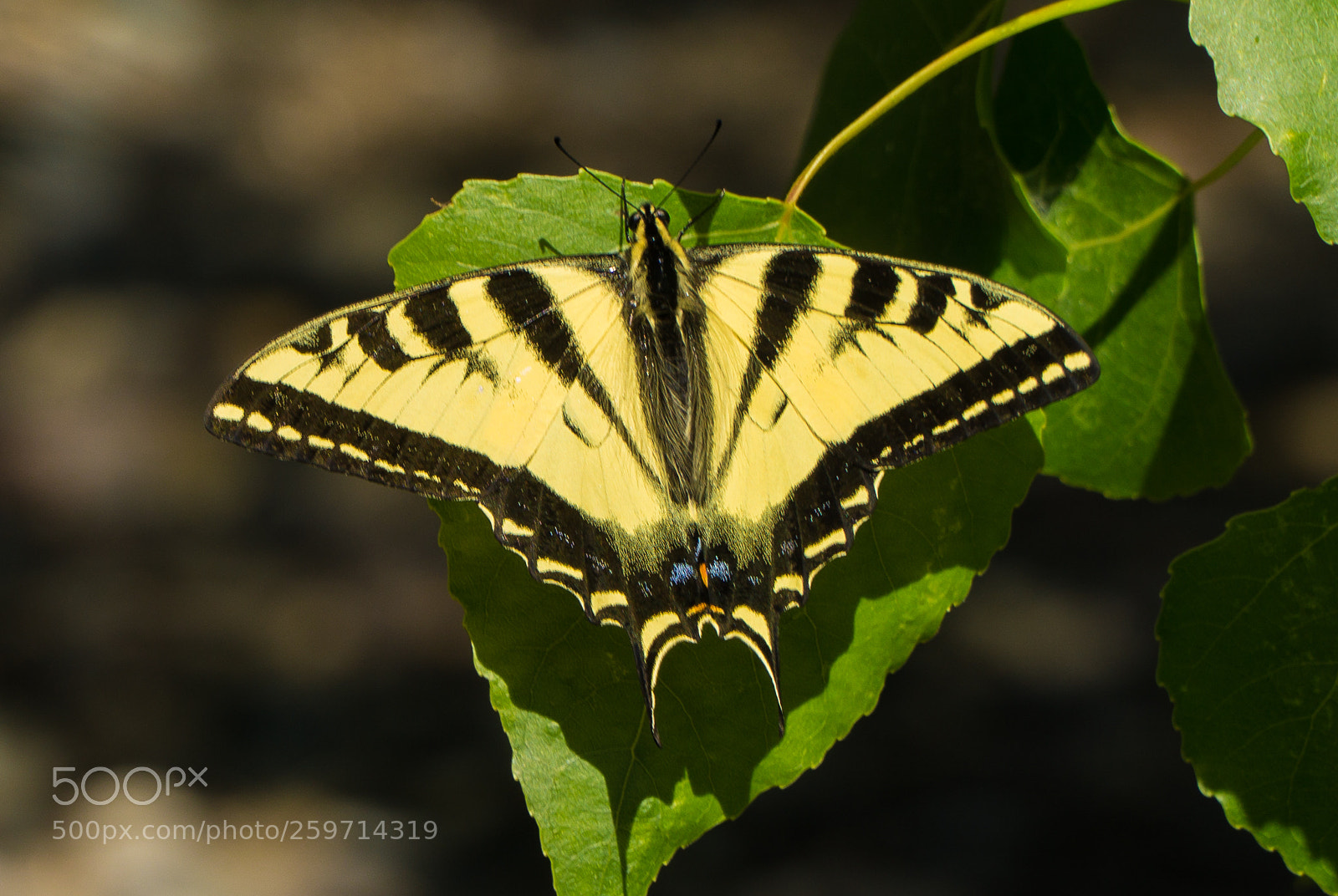 Sony a6000 sample photo. Btrfly photography