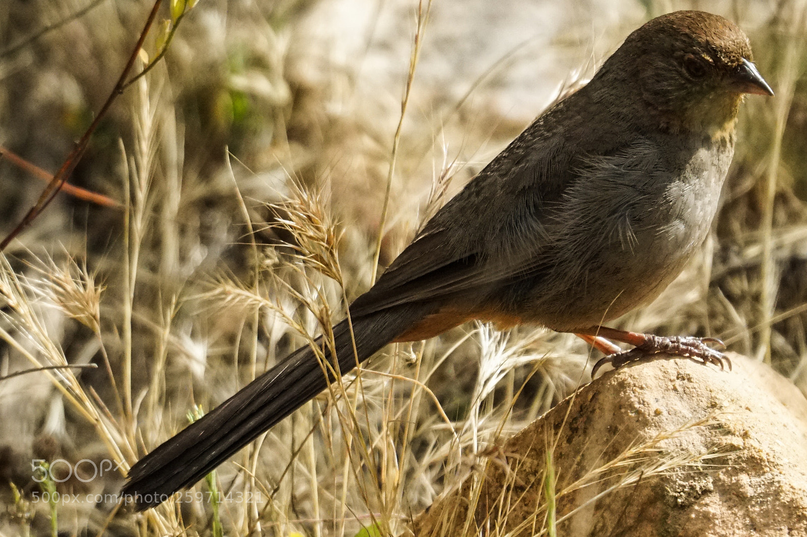 Sony a6300 sample photo. Native bird photography